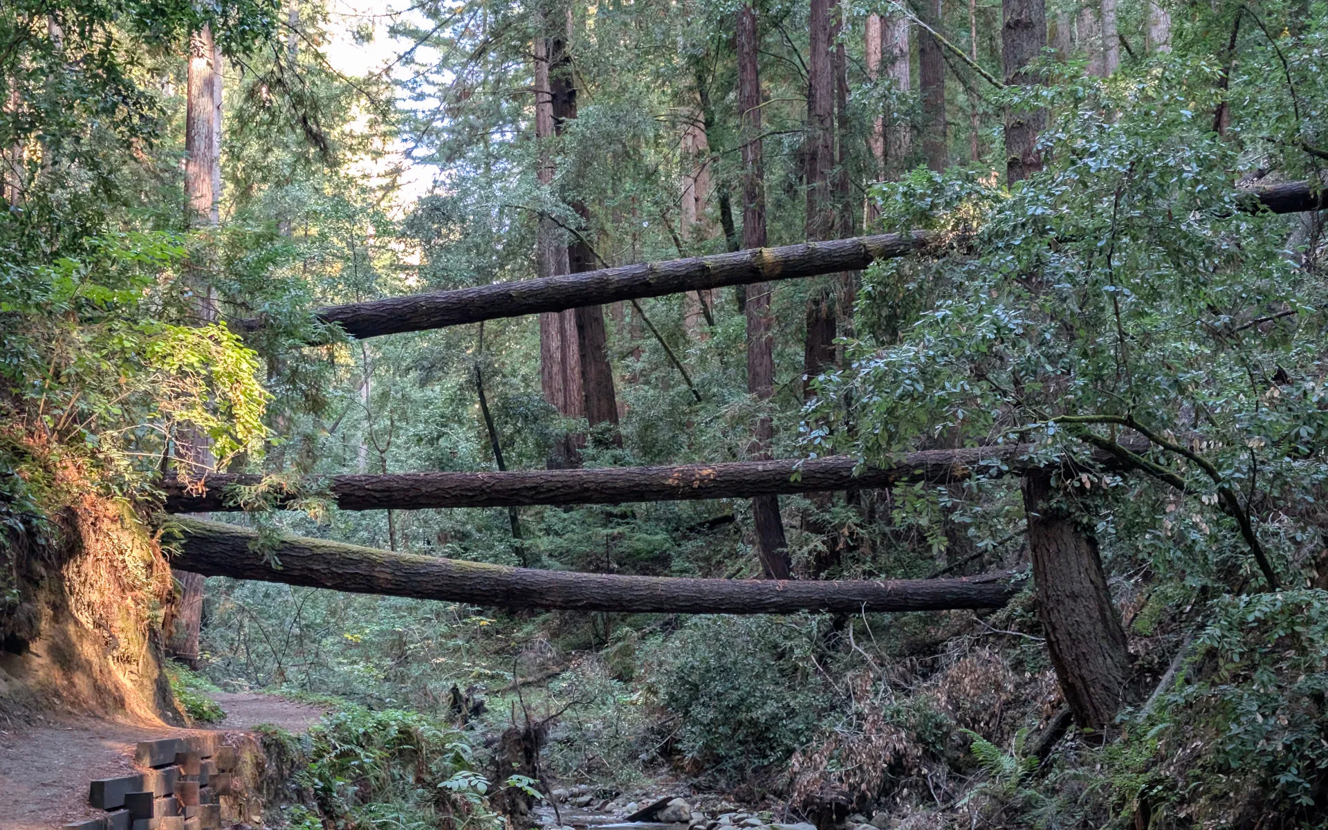 Henry Cowell Redwoods - photo 1