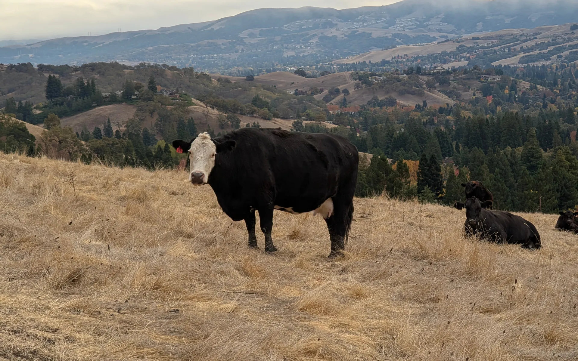 Mount Diablo - photo 1