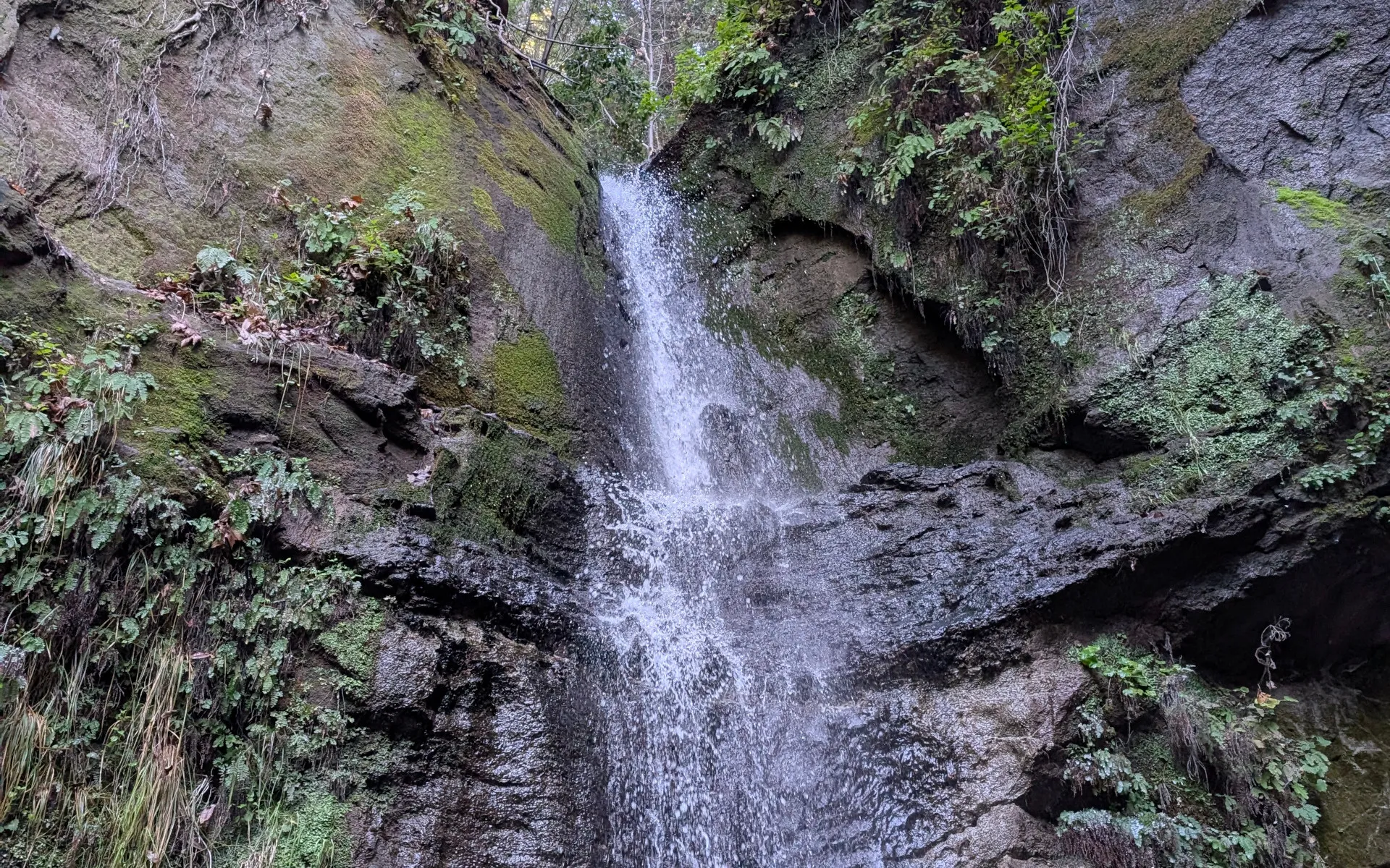Nisene Marks State Park - photo 1