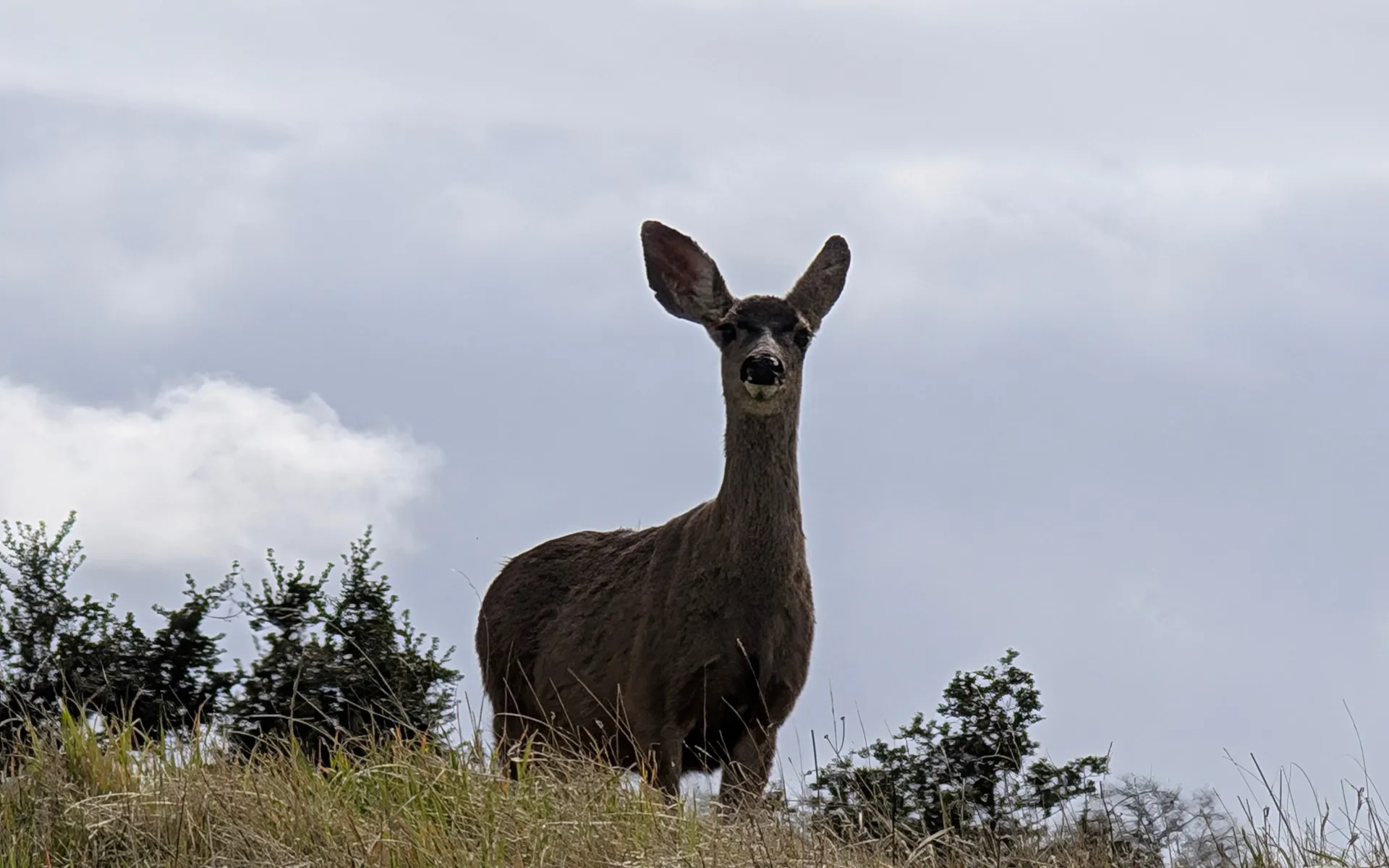 Henry W. Coe State Park - photo 1