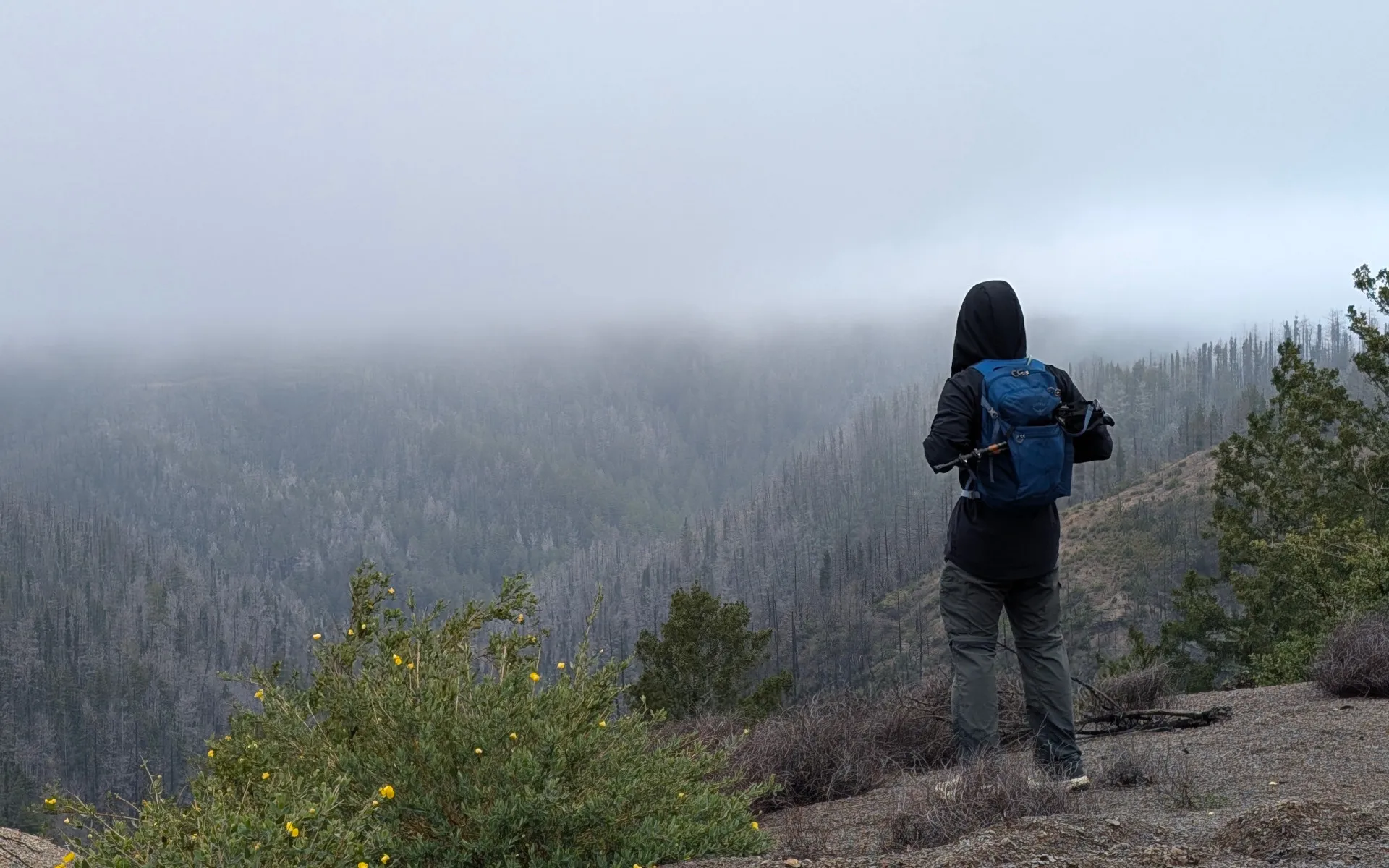 Butano State Park - photo 1