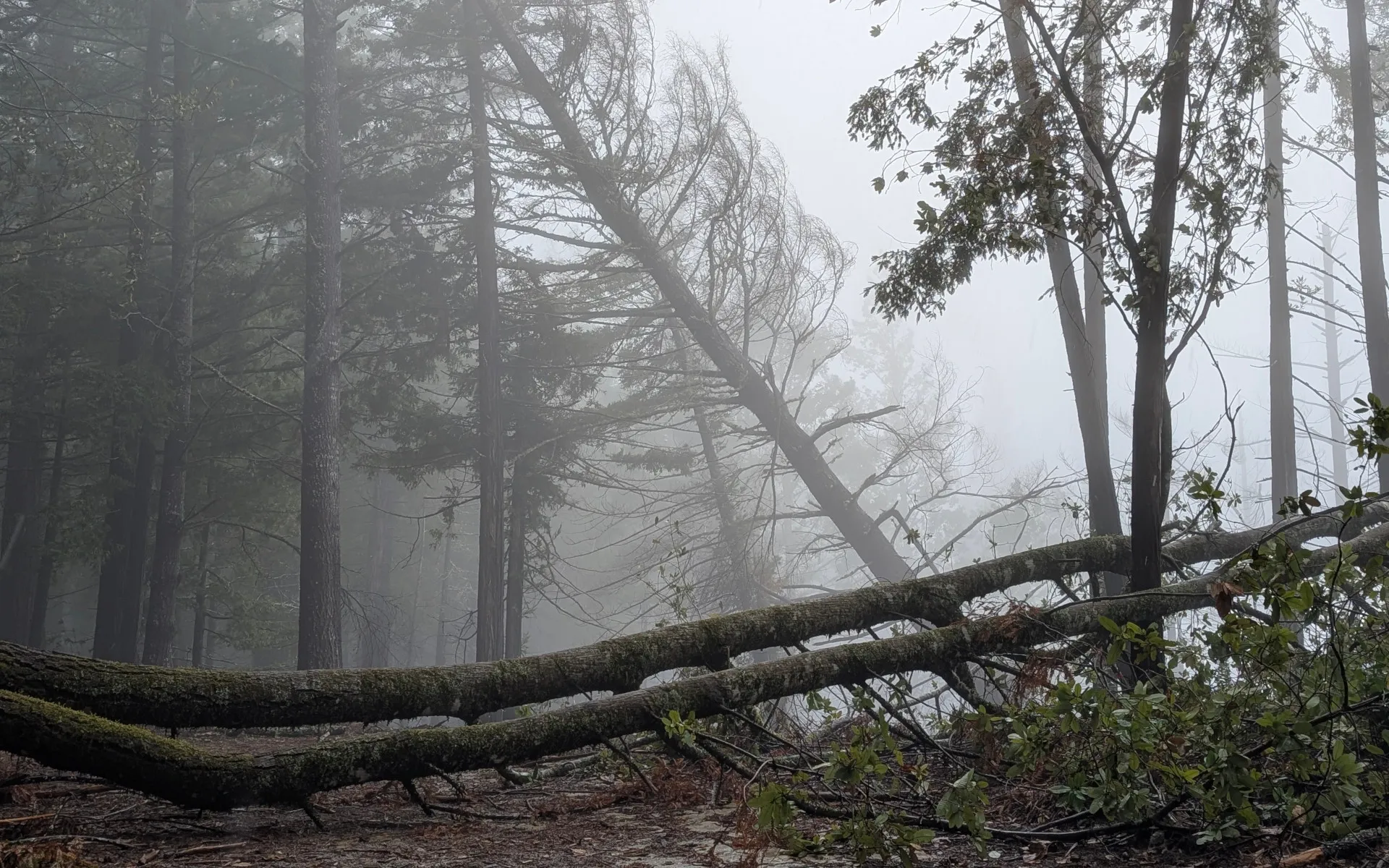 Butano State Park - photo 3