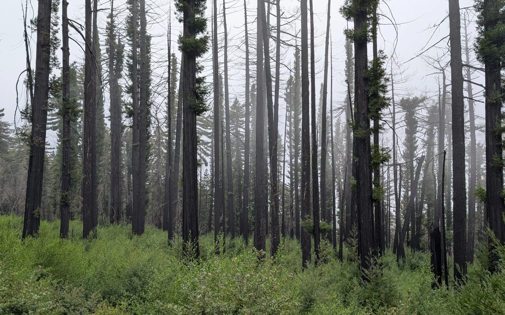 Butano State Park - photo 5