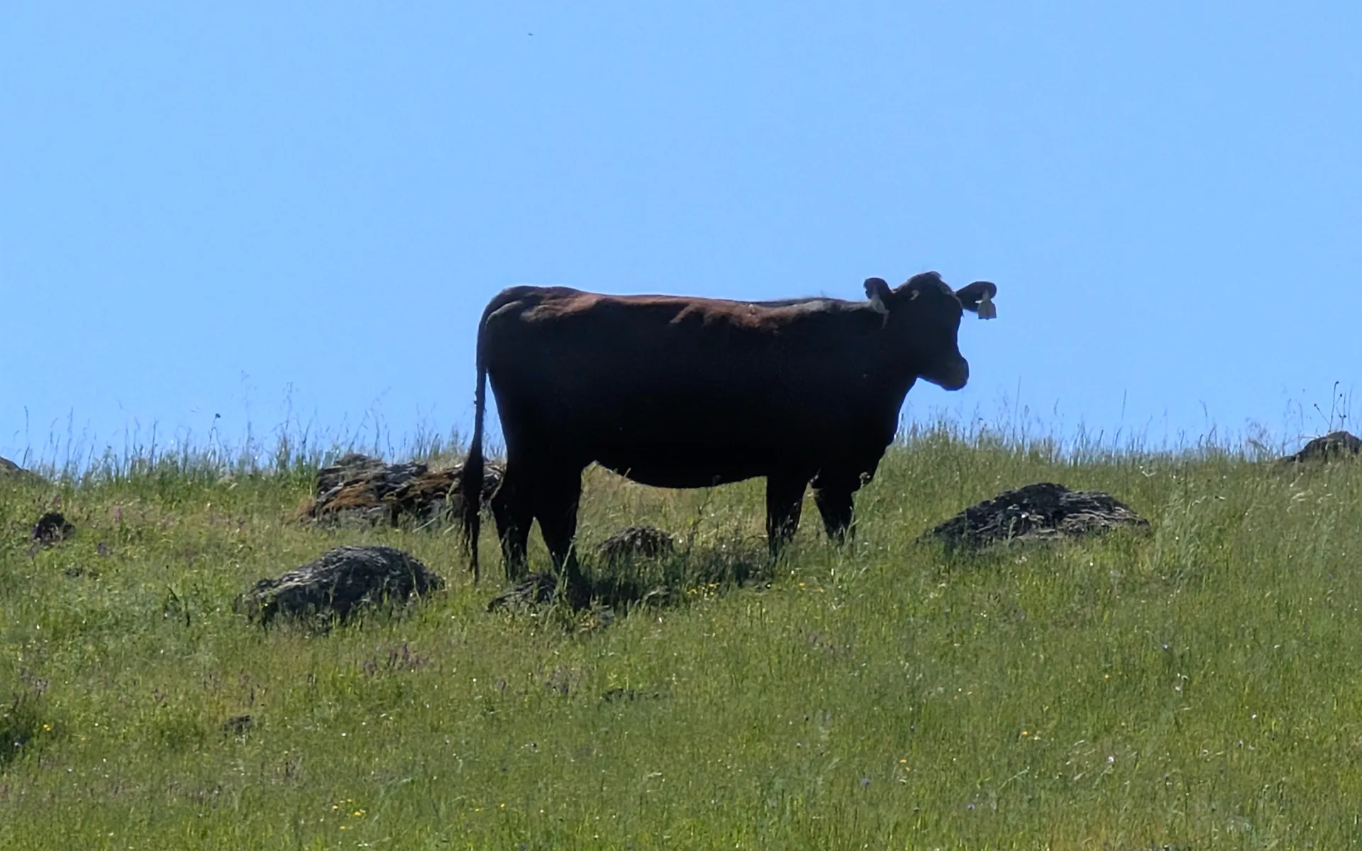 Sunol Wilderness - photo 3