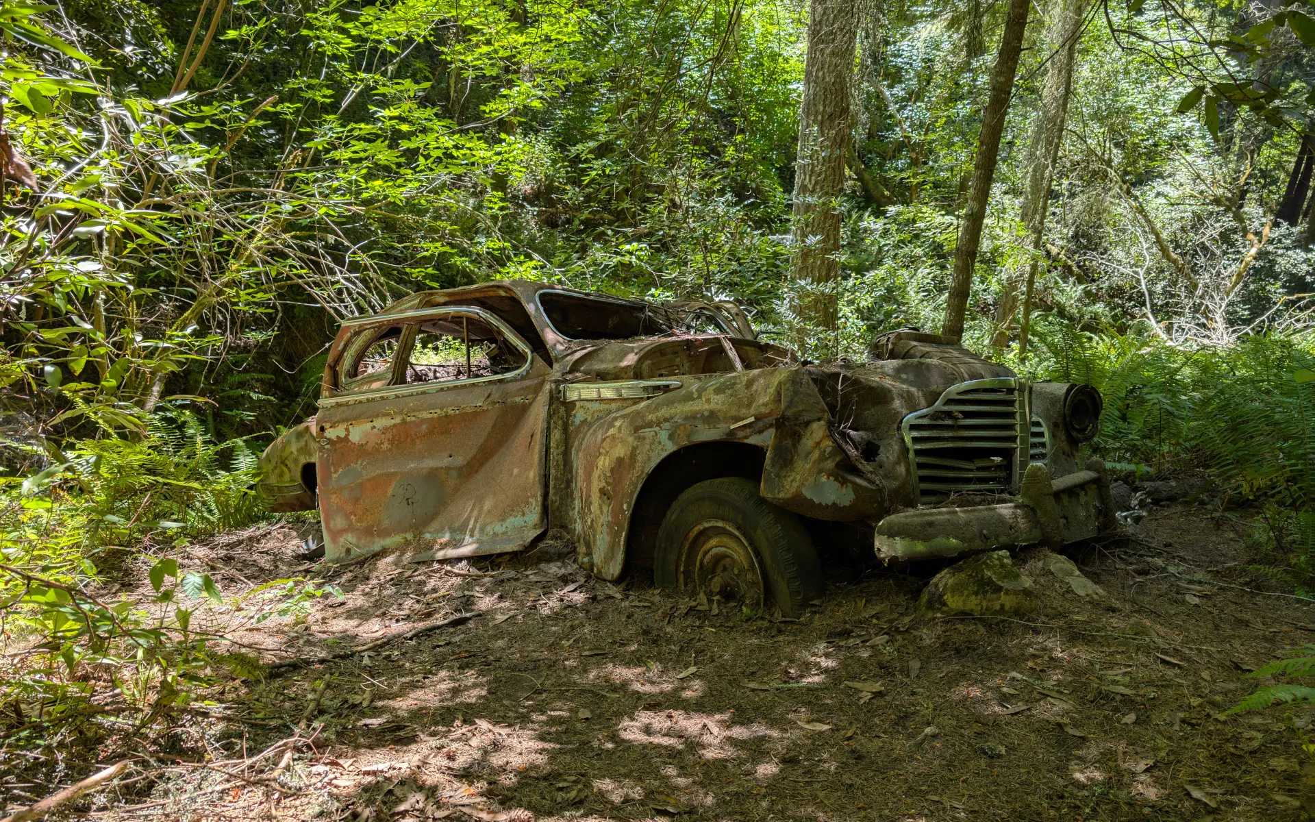 Portola Redwoods State Park - photo 3