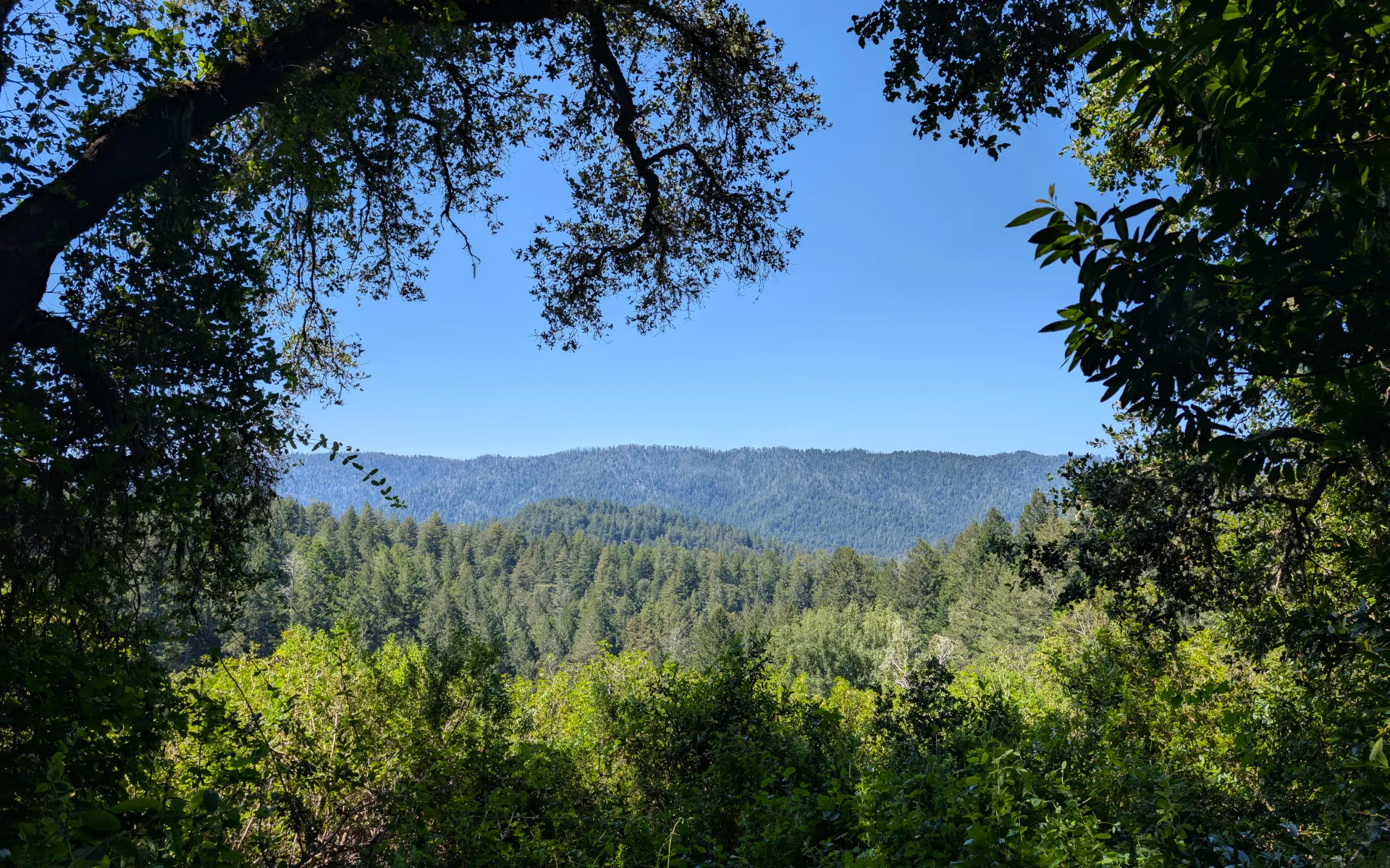 Portola Redwoods State Park - photo 4