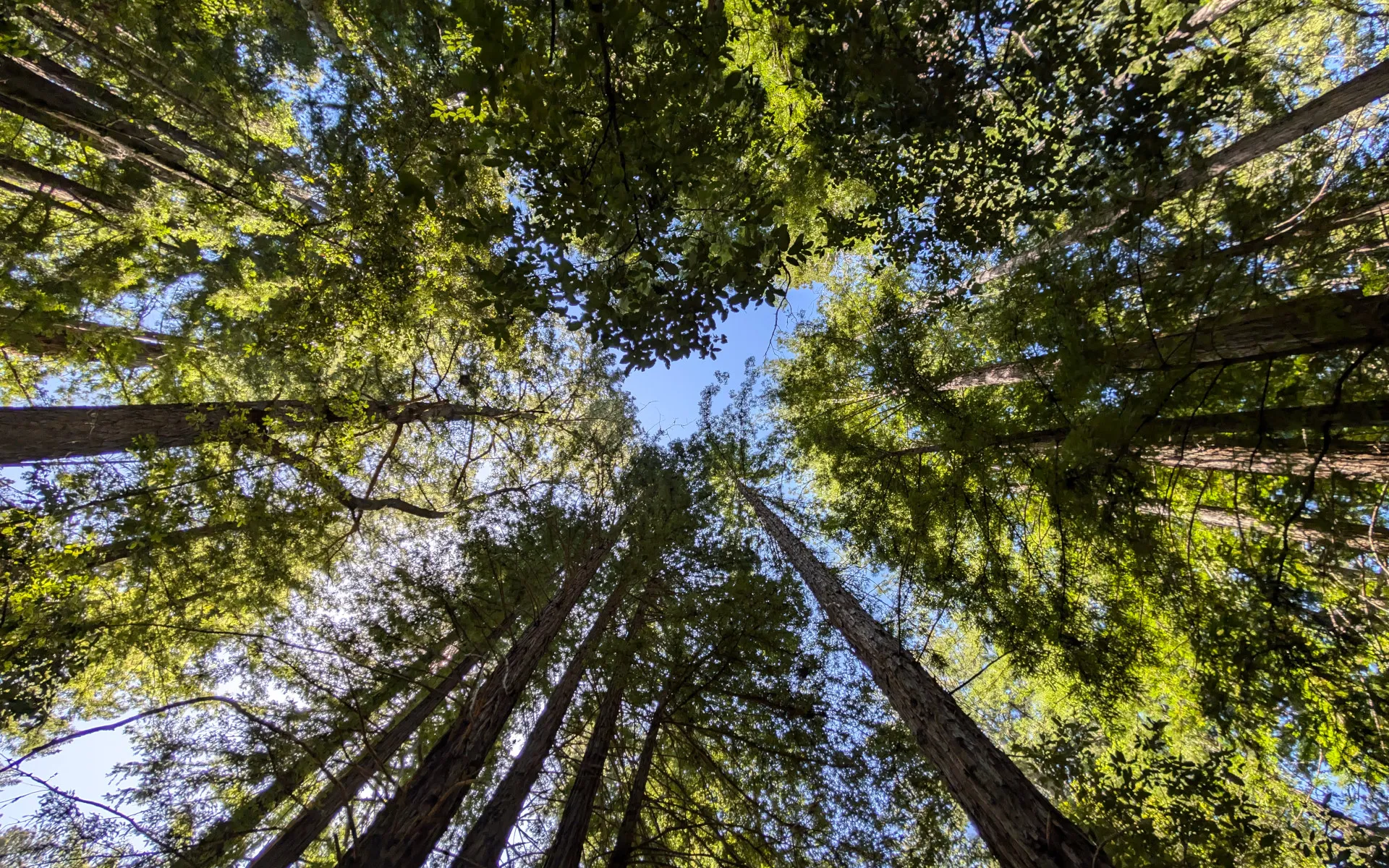 Portola Redwoods State Park - photo 5