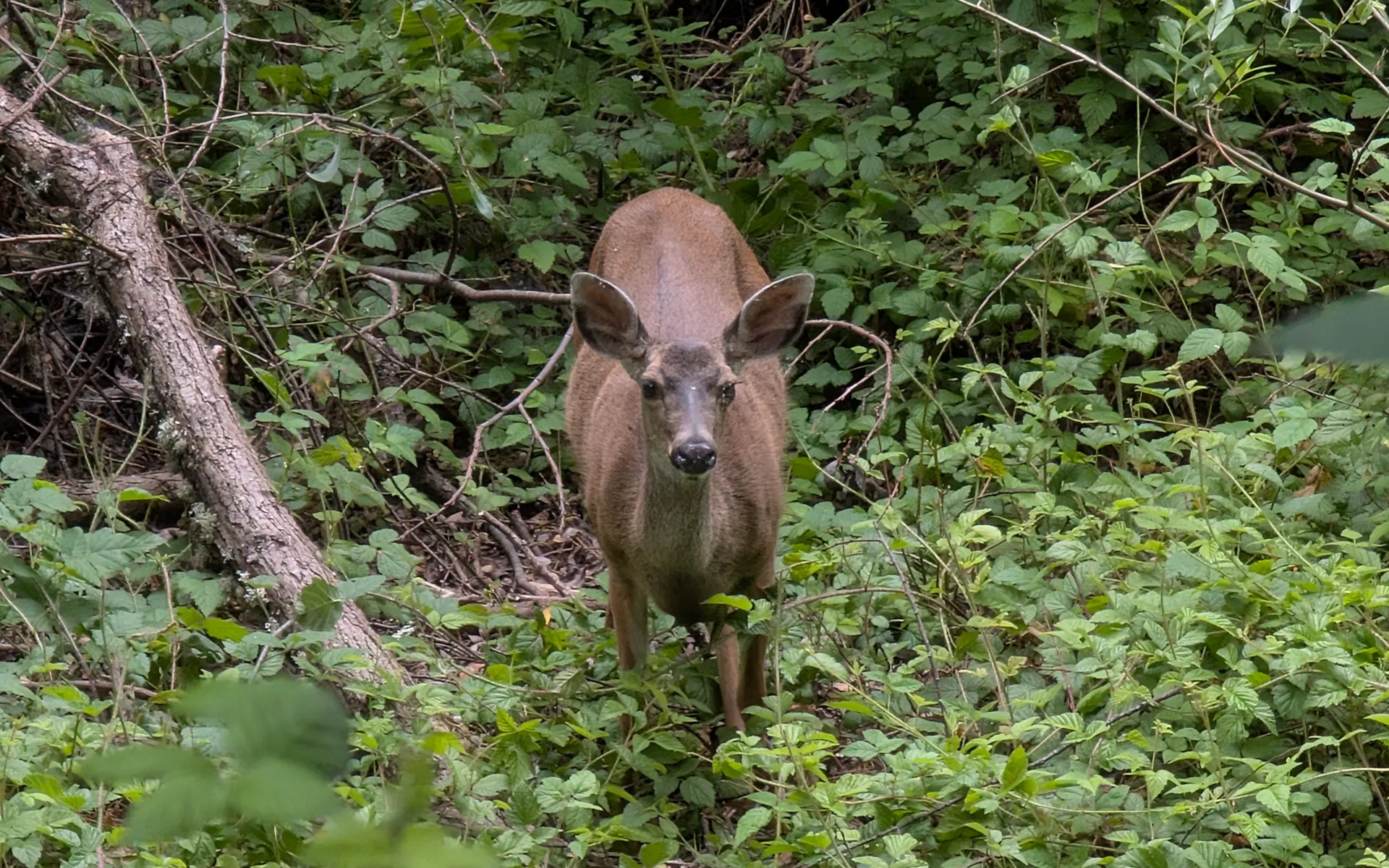 Lake Chabot Regional Park - photo 3