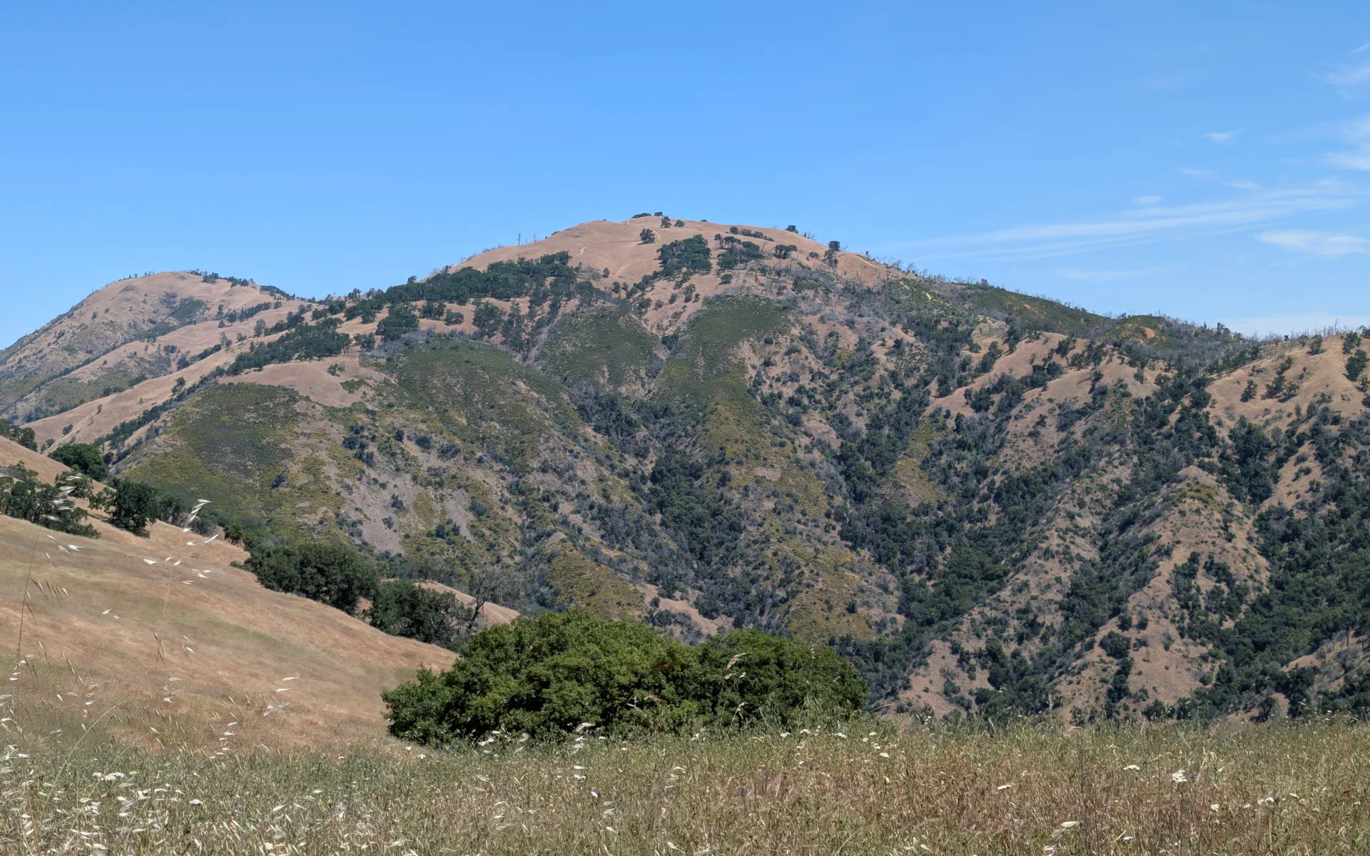 Avenue of the Noble Giants - photo 3