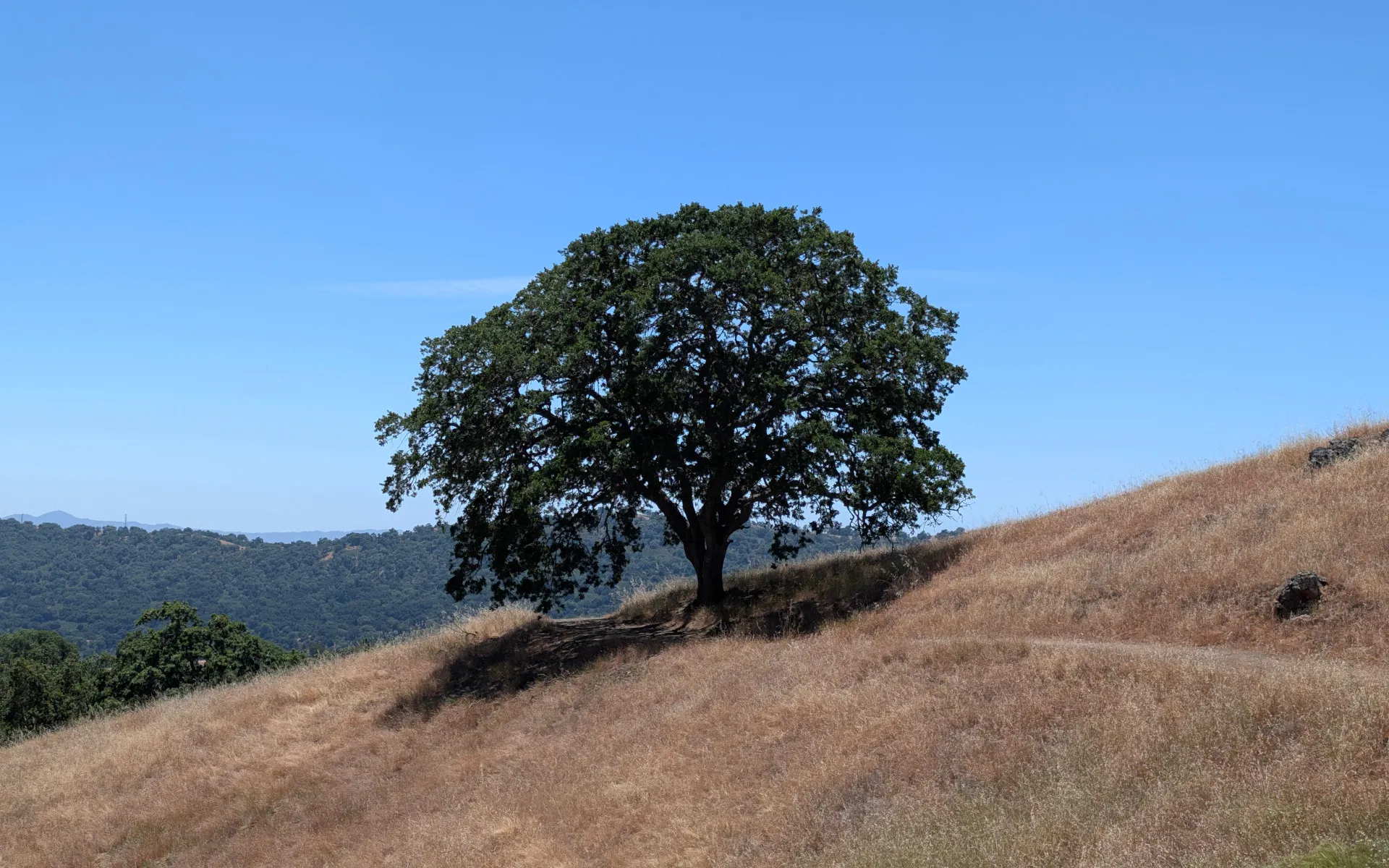 Avenue of the Noble Giants - photo 4