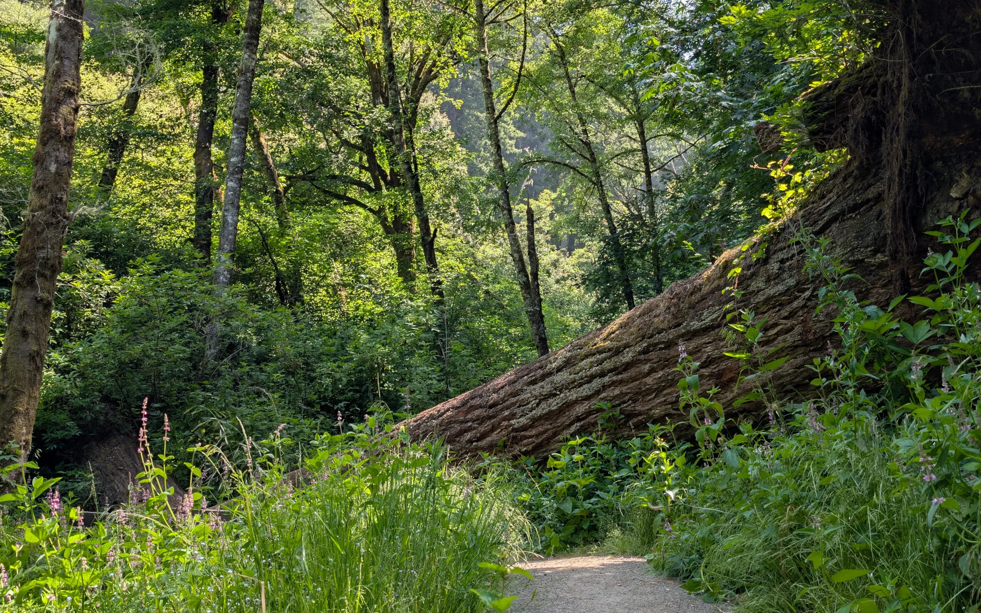 Whittemore Gulch - photo 3