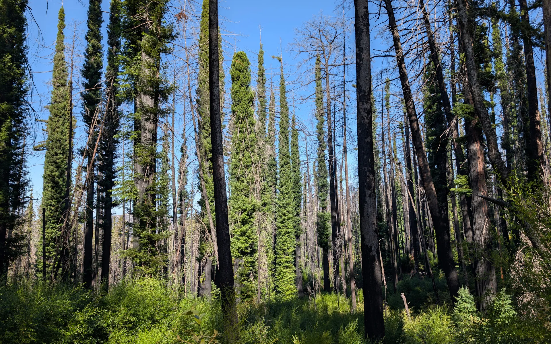 Big Basin State Park - photo 4