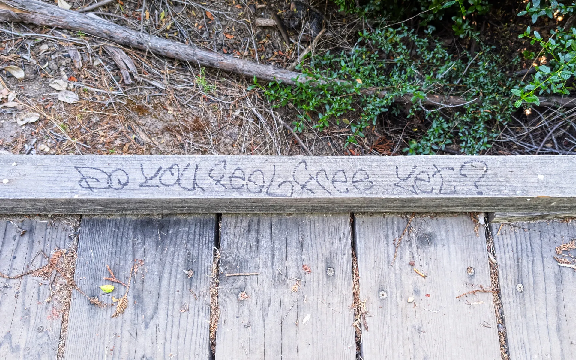 Big Basin State Park - photo 5