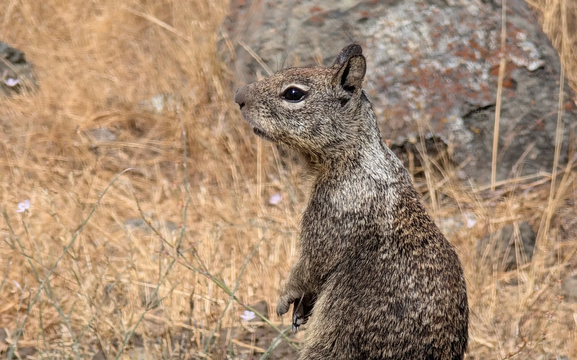 Rancho San Vicente - photo 4