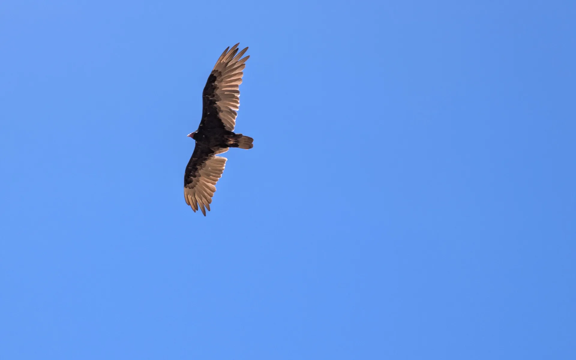 Mount Hood - photo 5