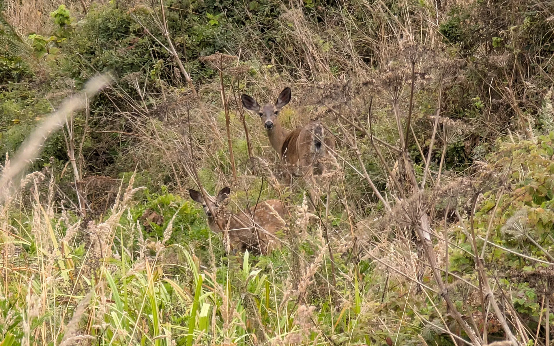 Mount Wittenberg - photo 5