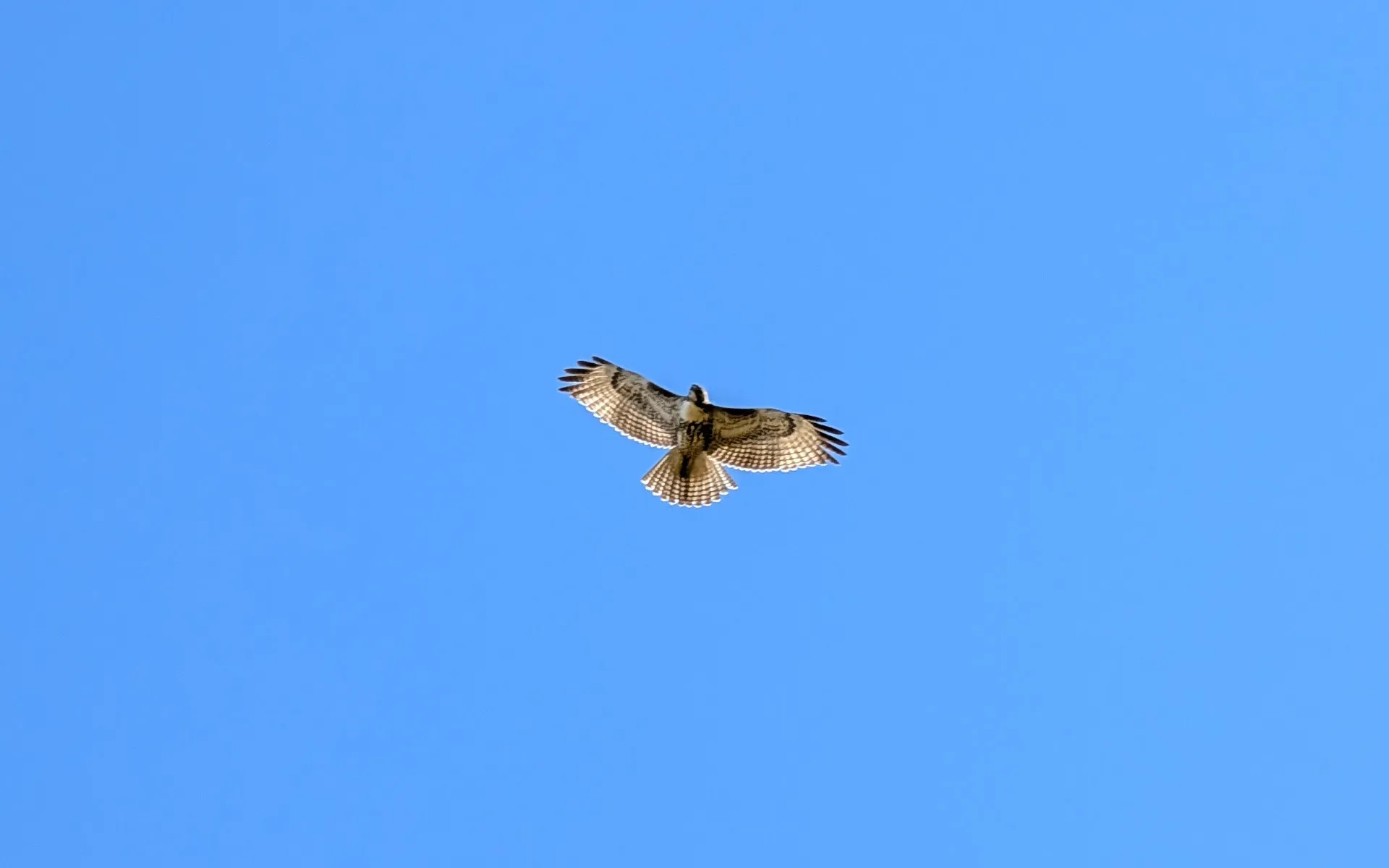 Mount Diablo - photo 5