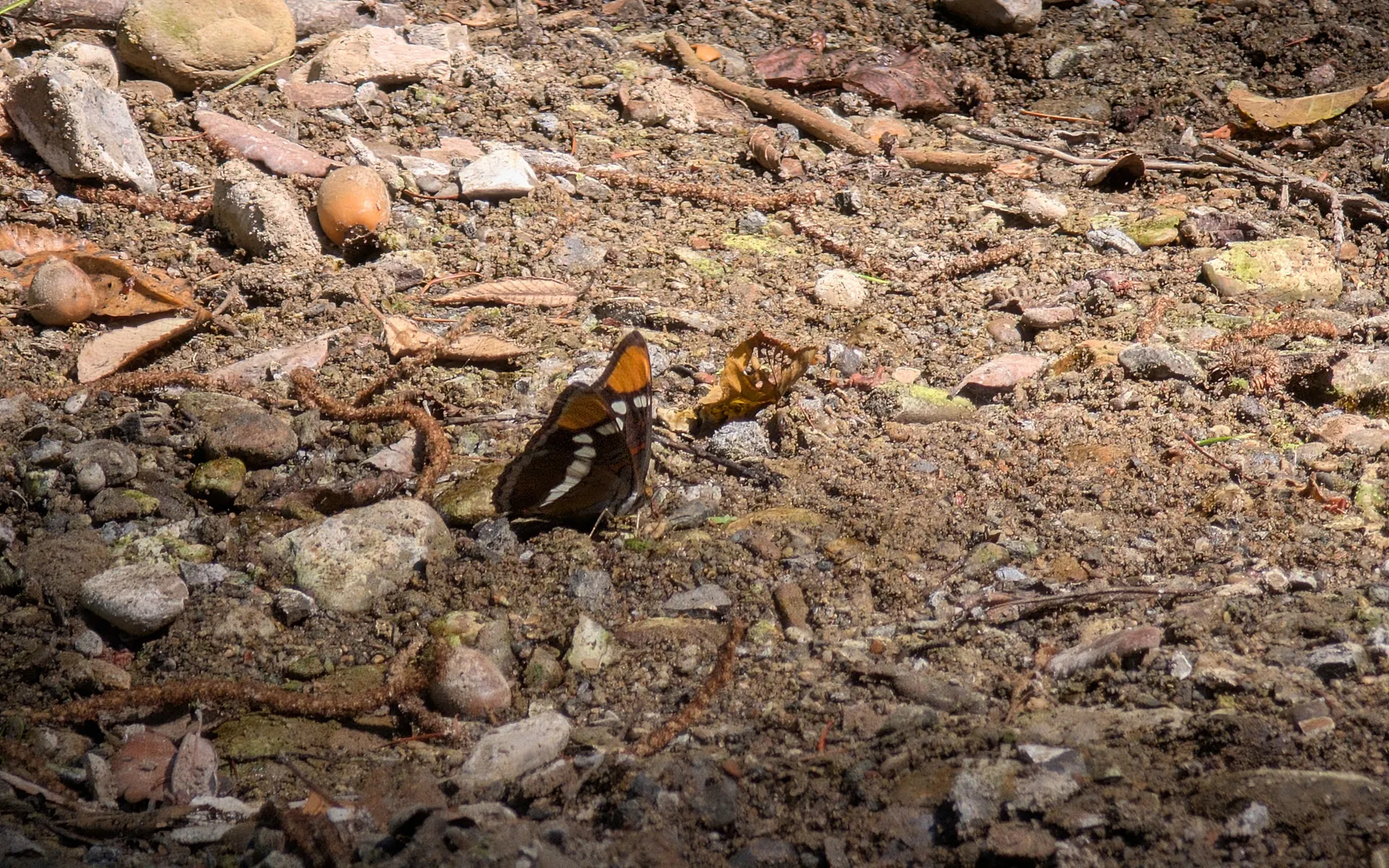Pescadero Creek Park - photo 5