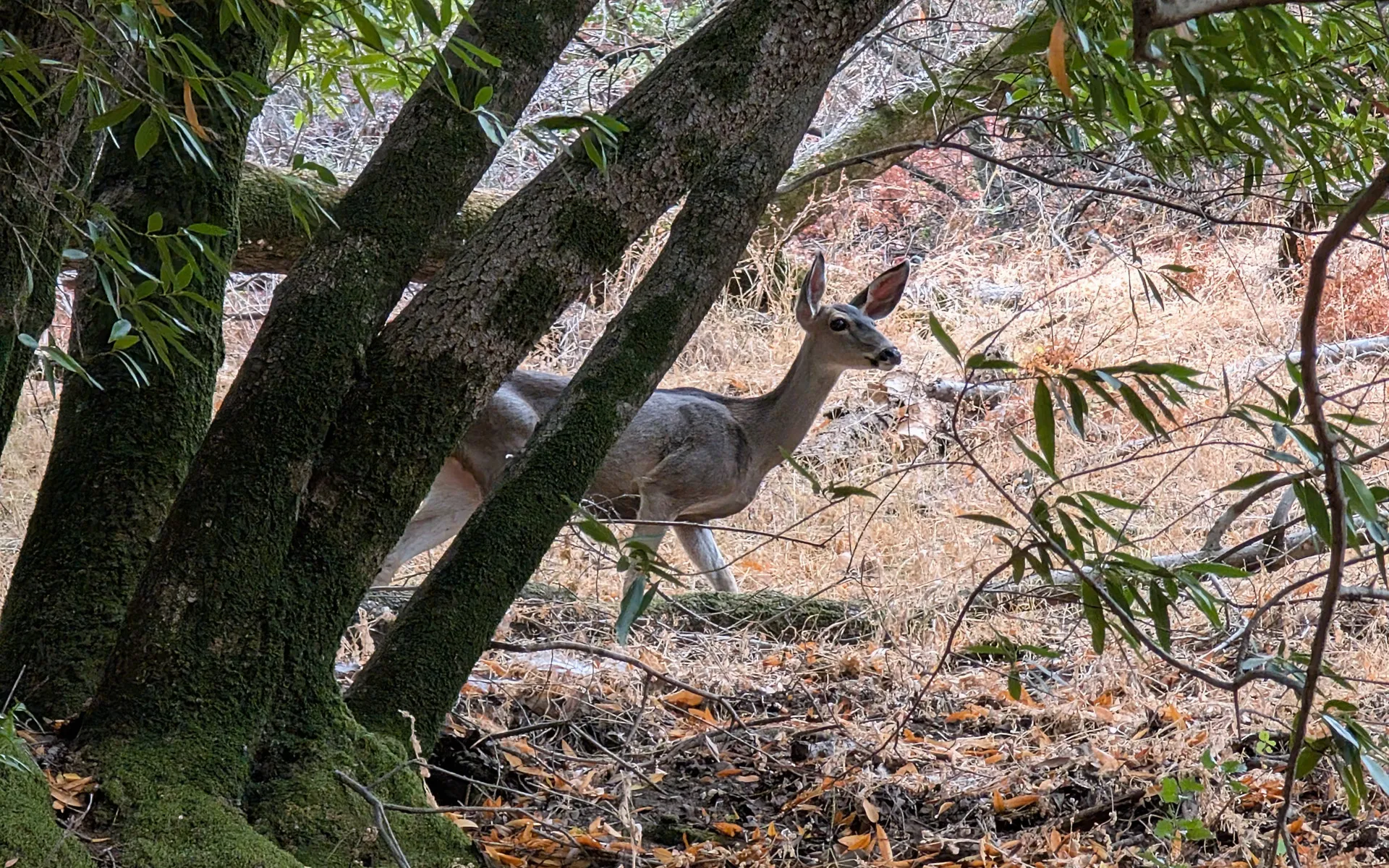 Maisie's Peak - photo 5