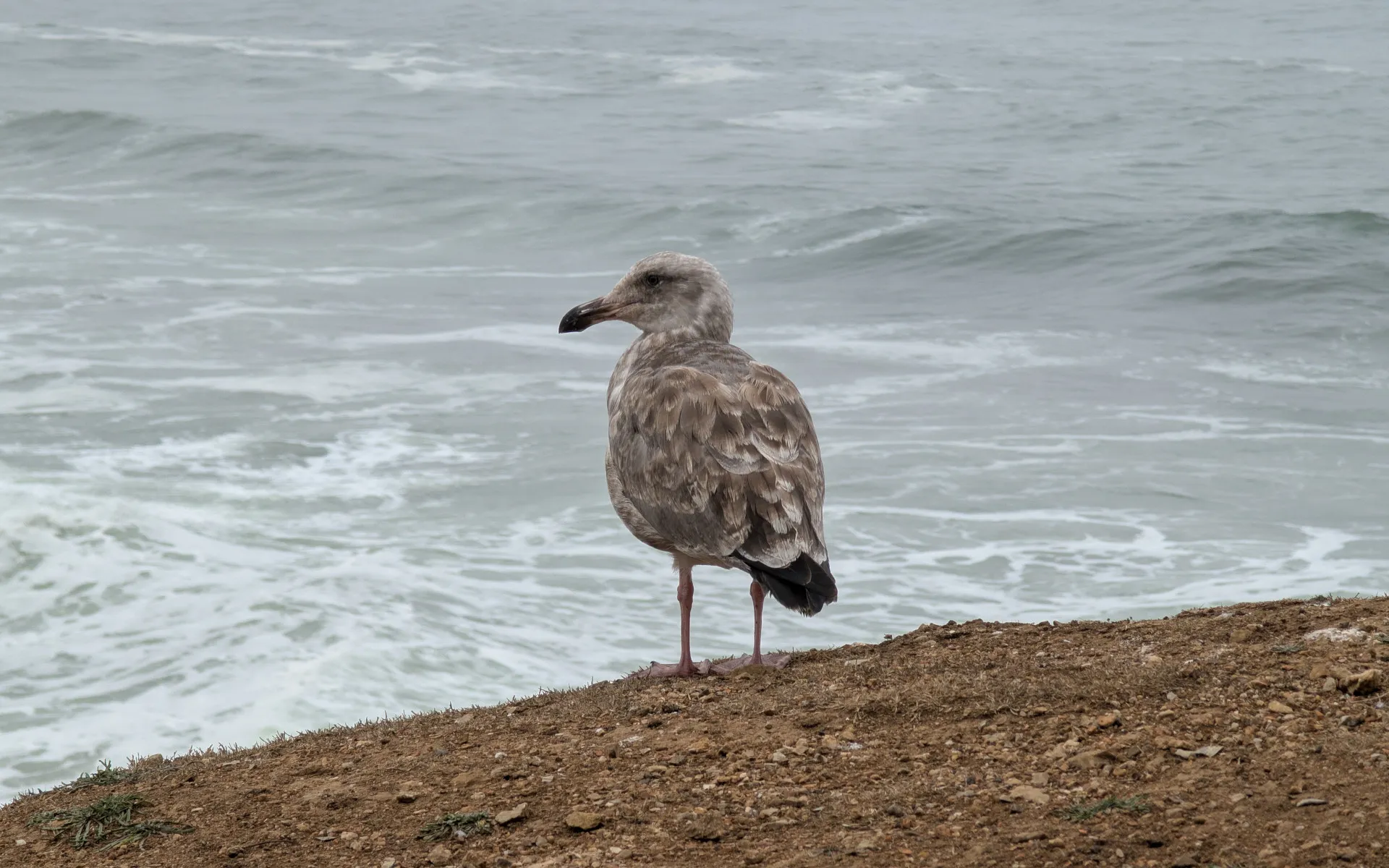 Mori Point - photo 5