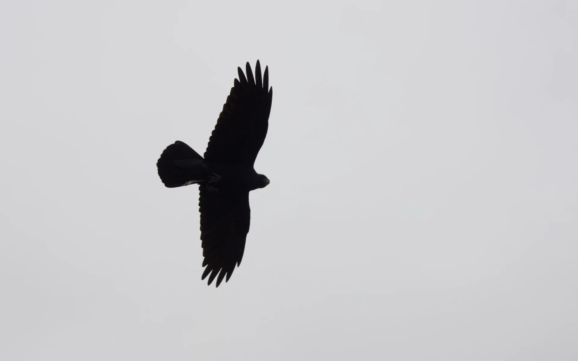 Marin Headlands - photo 5