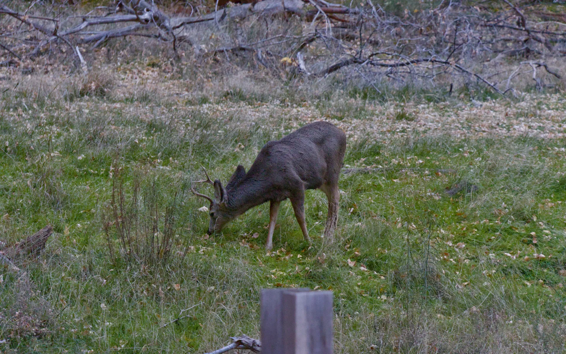 Zion Narrows - photo 5