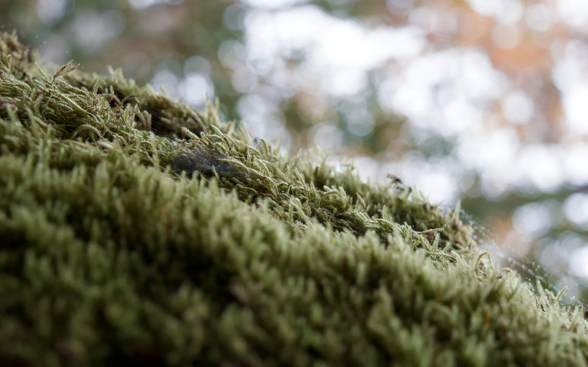 Garin Regional Park - photo 3