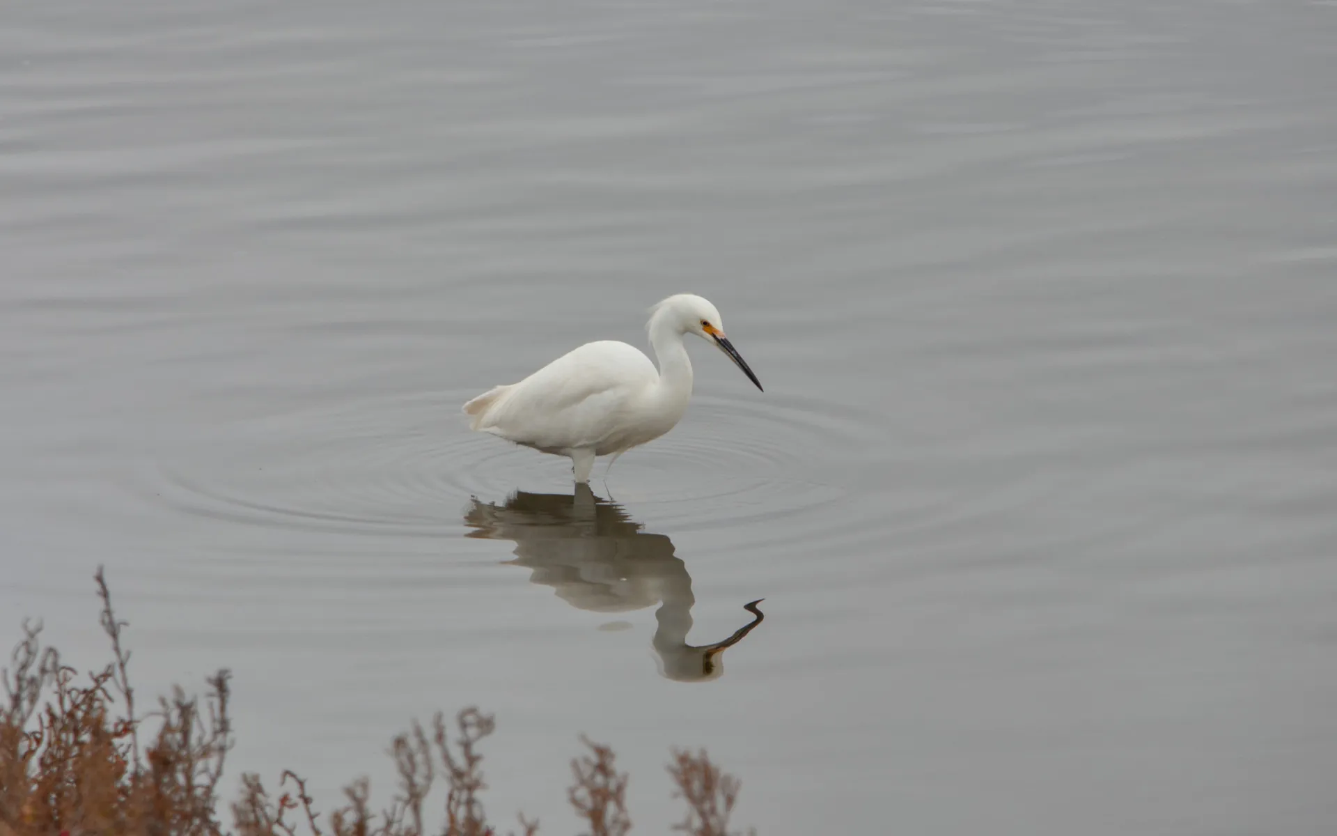 Coyote Hills - photo 4