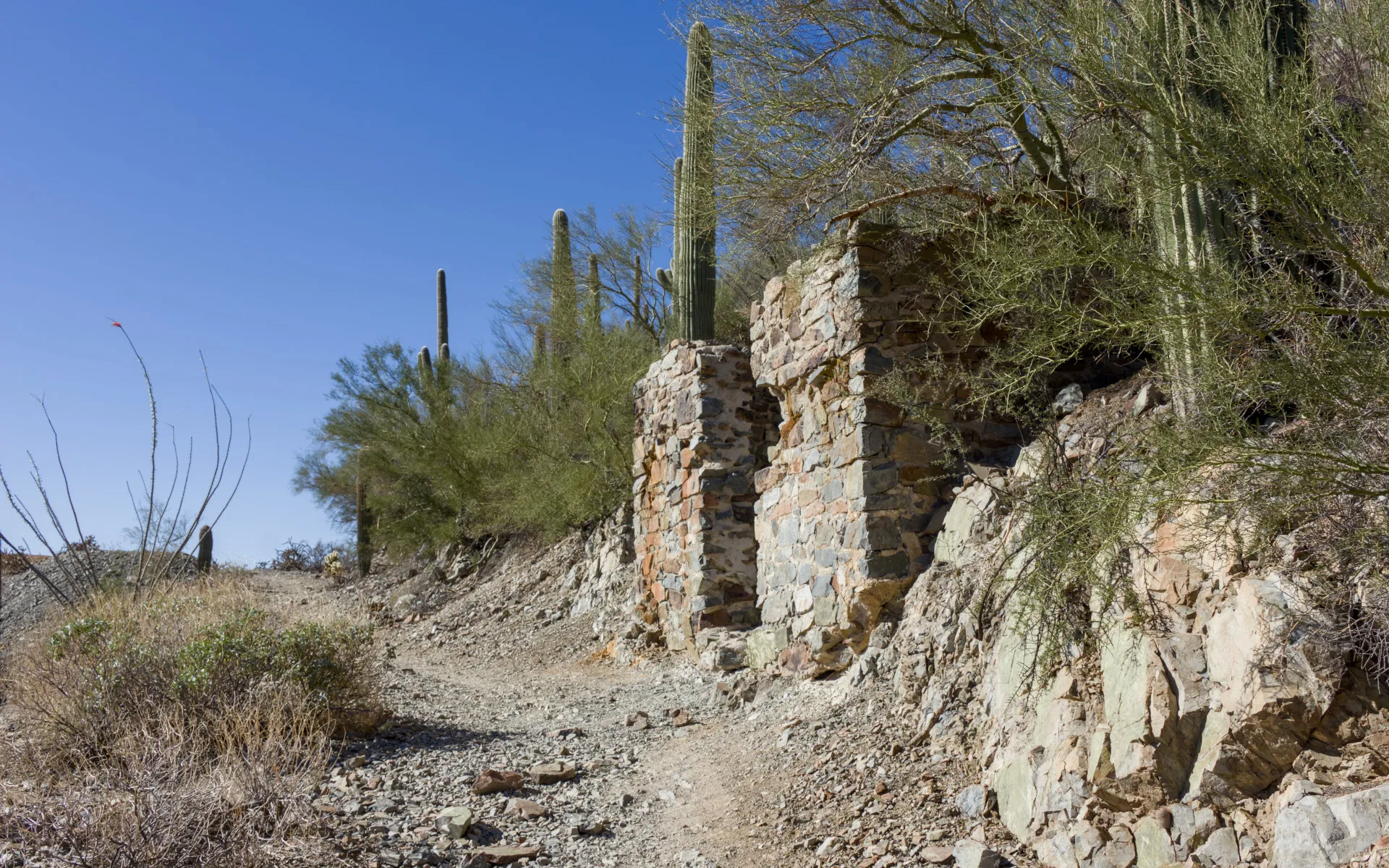 Saguaro West - photo 4