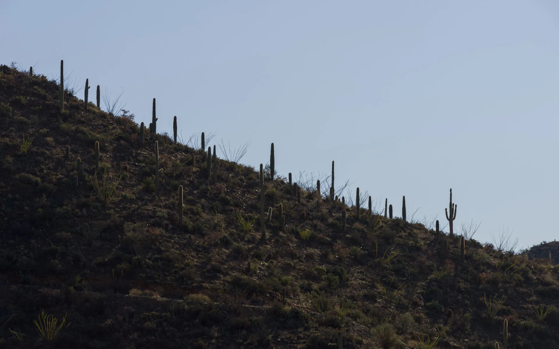 Saguaro West - photo 5