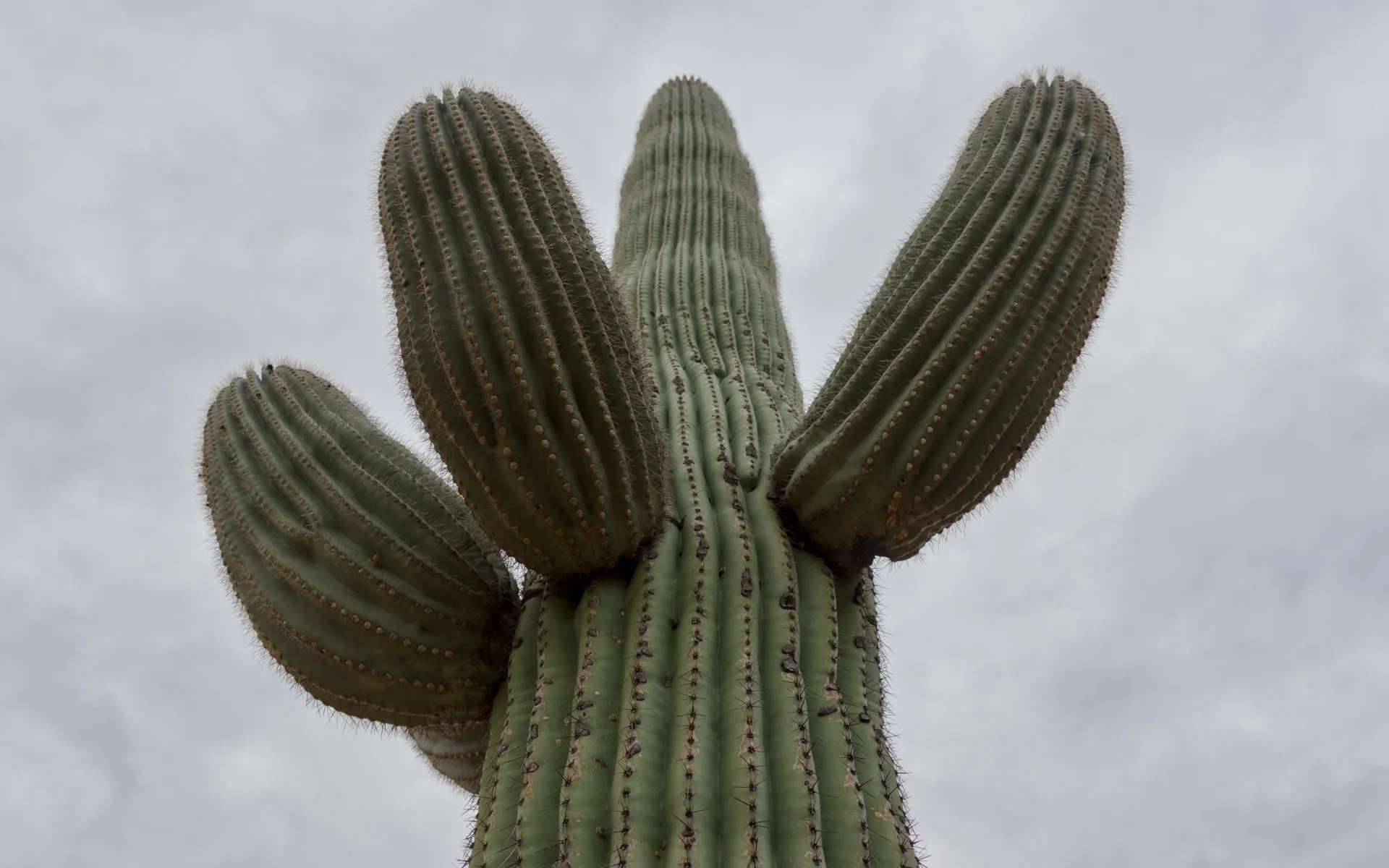 Saguaro East - photo 1