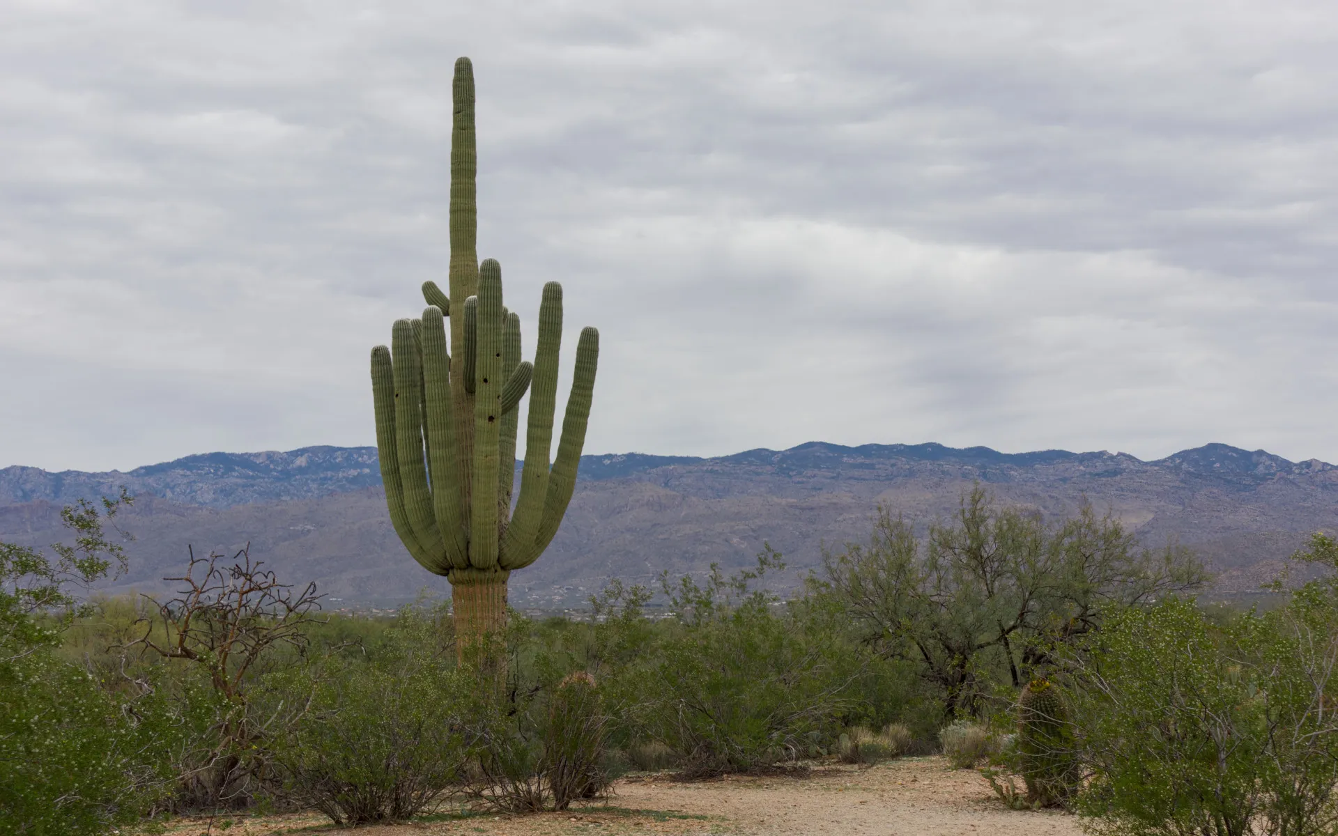 Saguaro East - photo 2