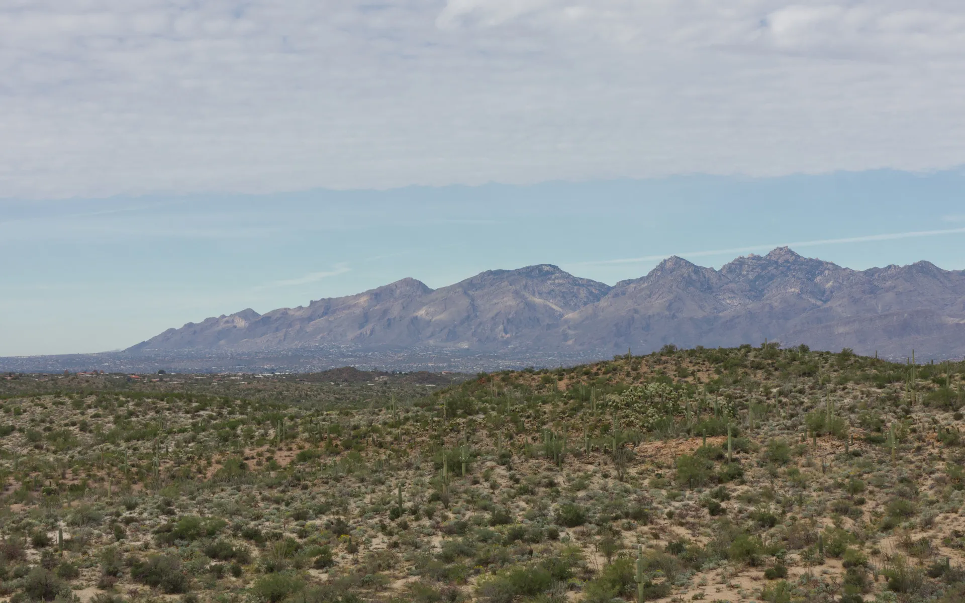Saguaro East - photo 3