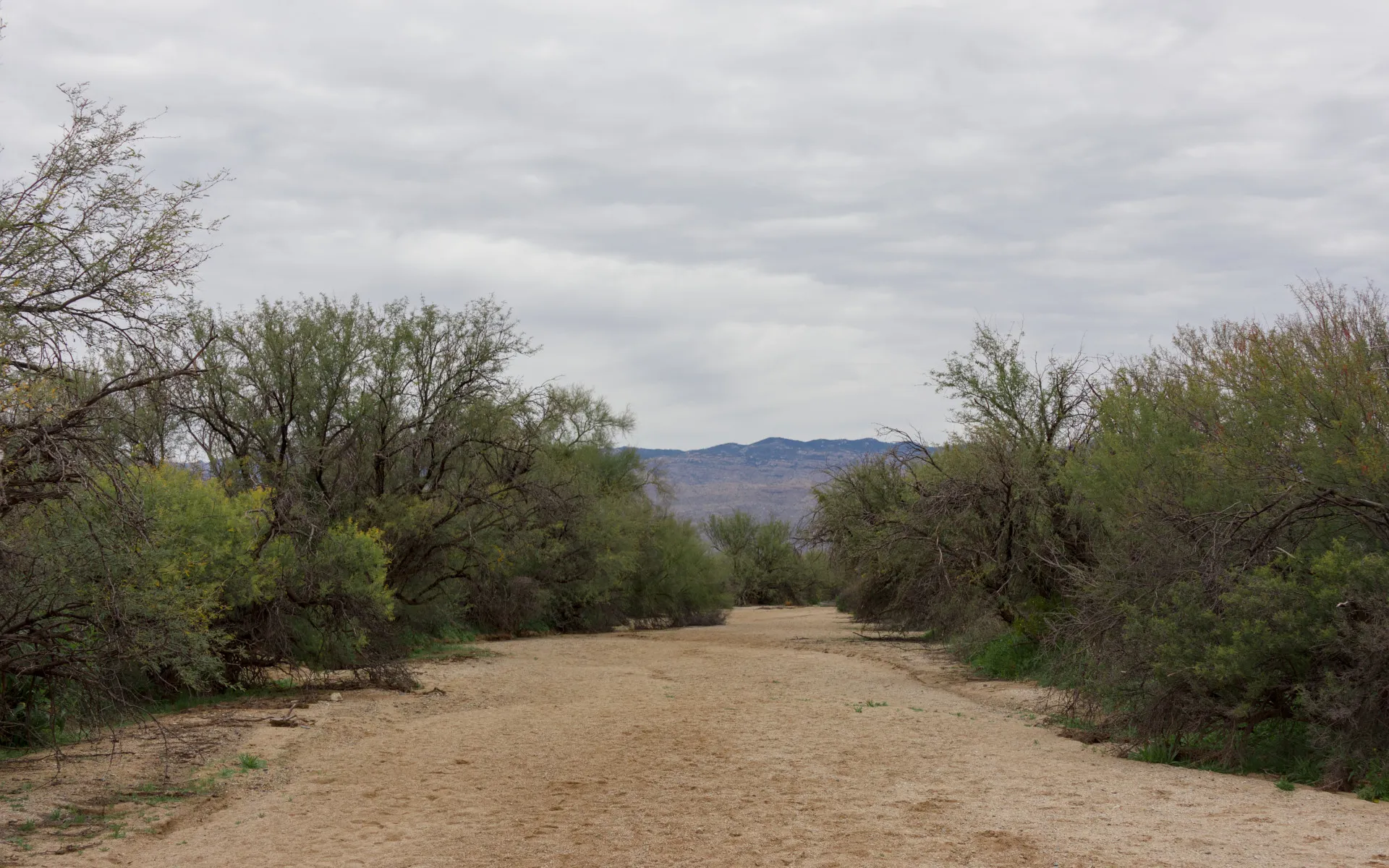 Saguaro East - photo 4