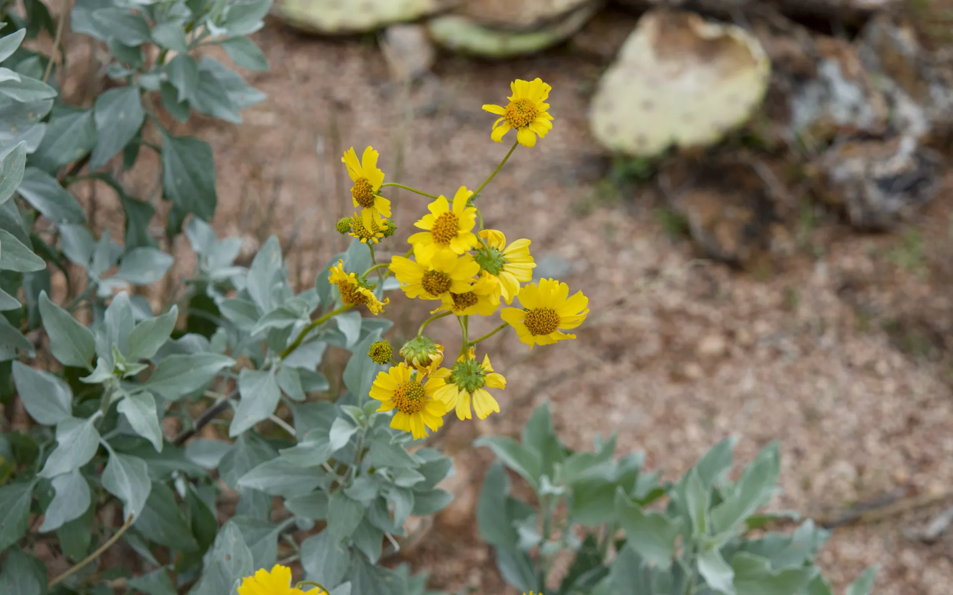 Saguaro East - photo 5