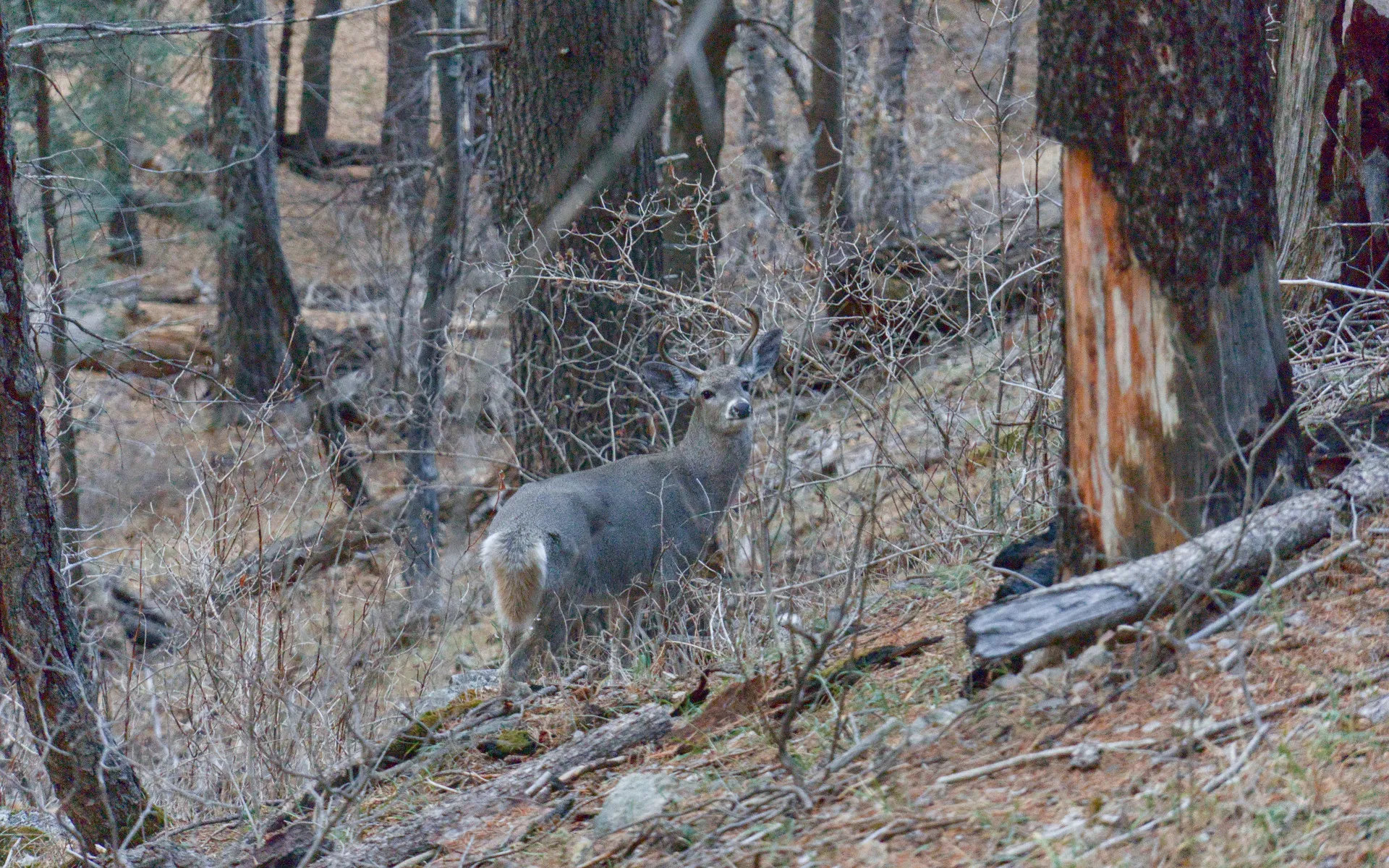 Mount Lemmon - photo 5