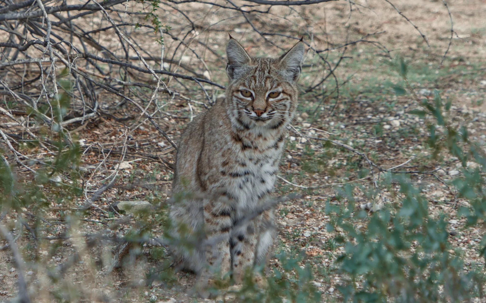 Sabino Canyon - photo 5