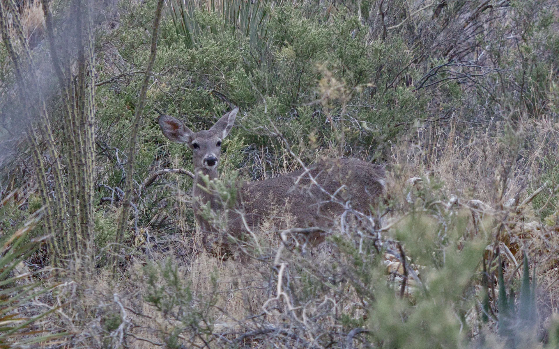 Kartchner Caverns - photo 5