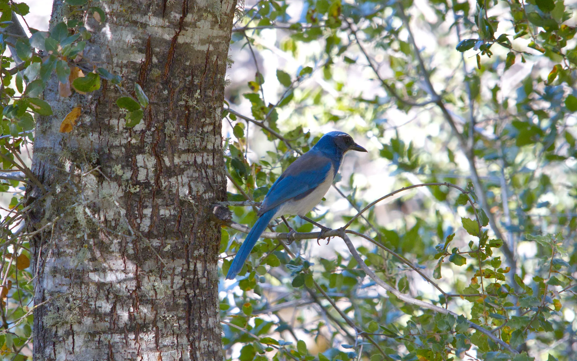 Foothills Preserve - photo 5