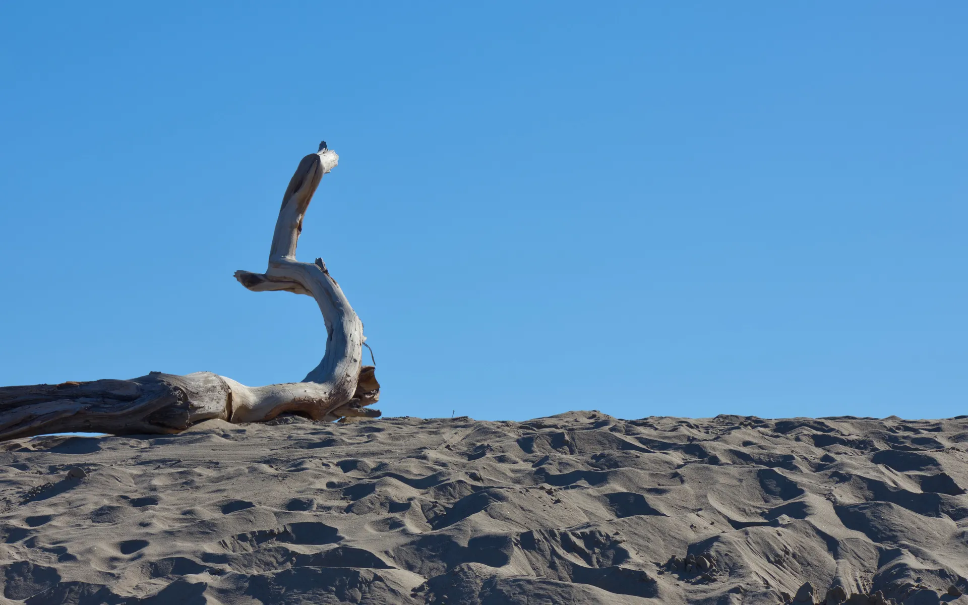 Mesquite Flat
Sand Dunes - photo 3