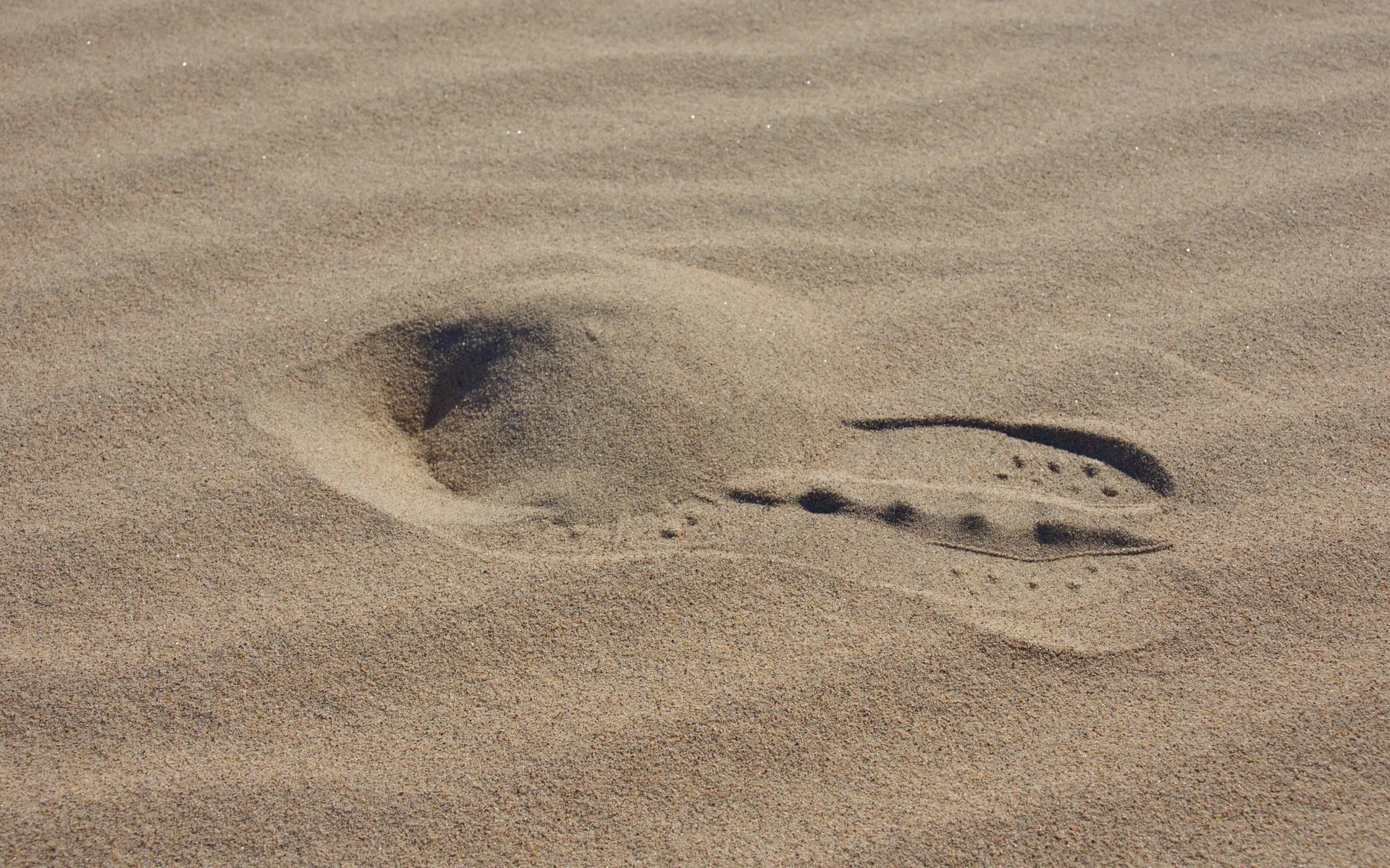 Mesquite Flat
Sand Dunes - photo 5