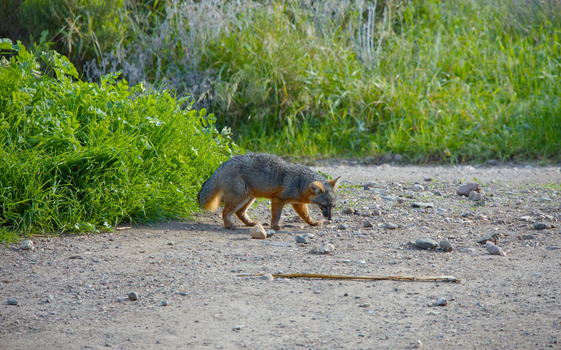 Channel Islands - photo 5