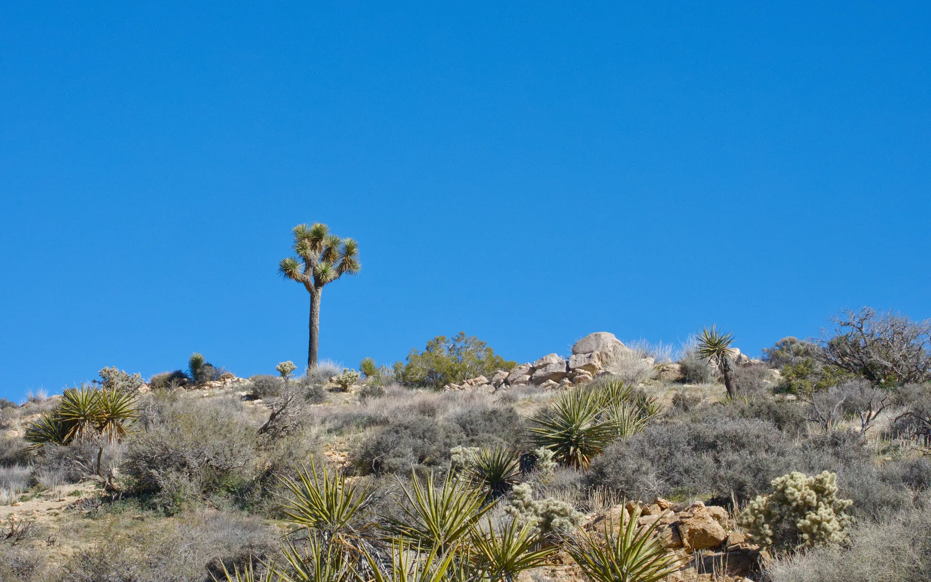 Joshua Tree - photo 3