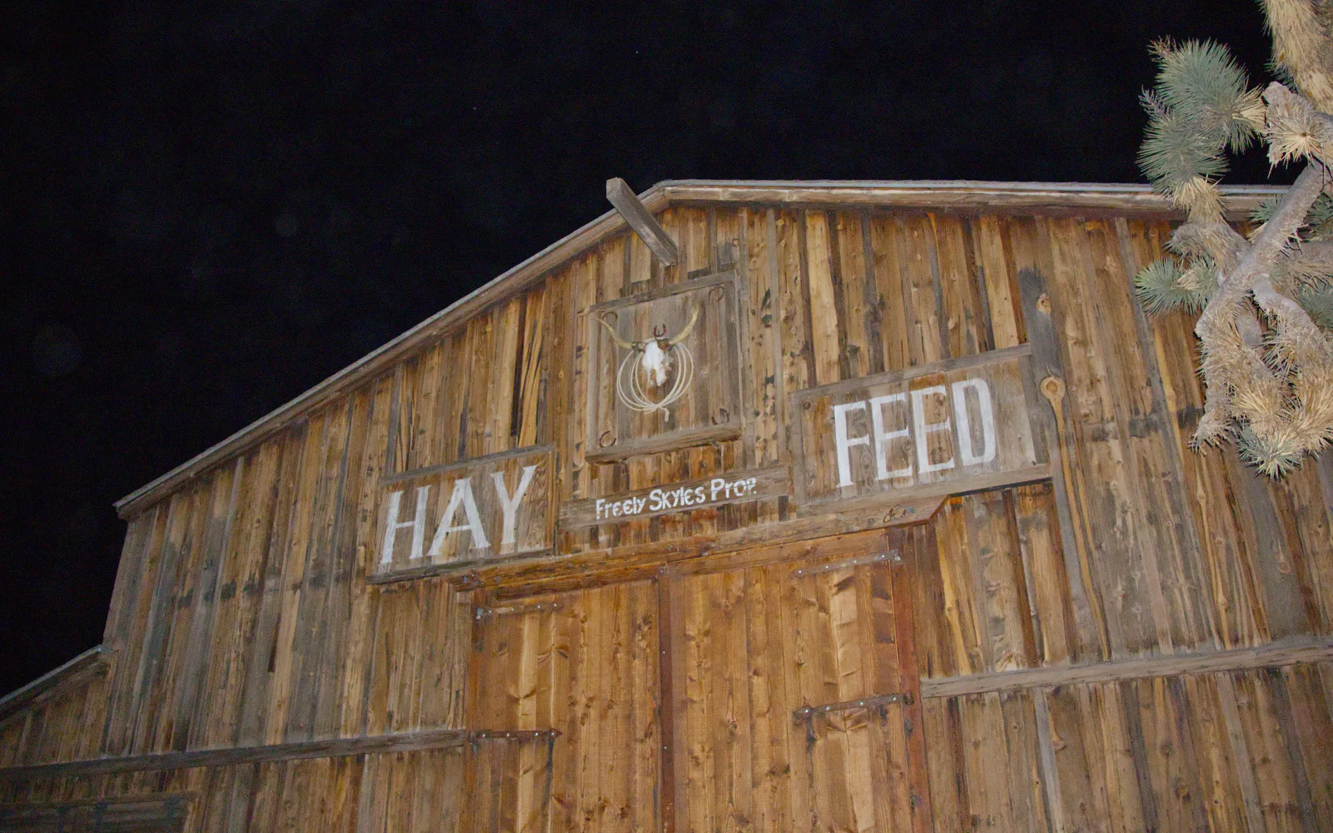 Joshua Tree - photo 4