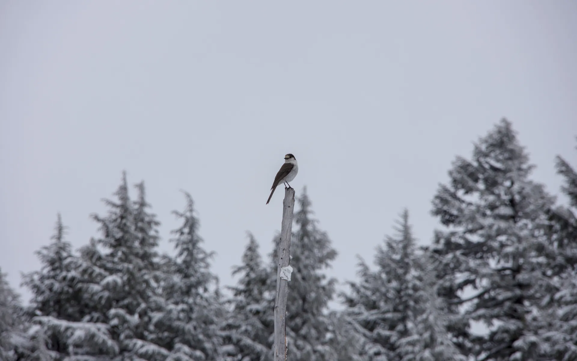 Crater Lake - photo 5