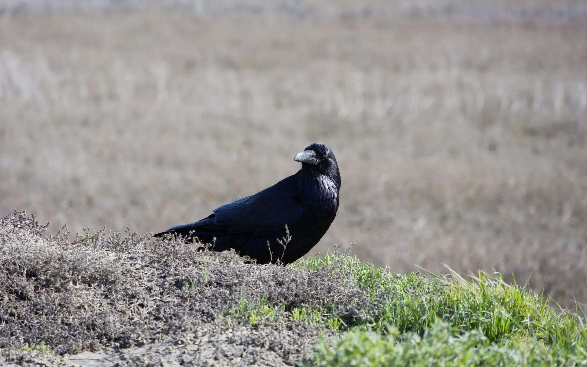 Alviso Slough - photo 4