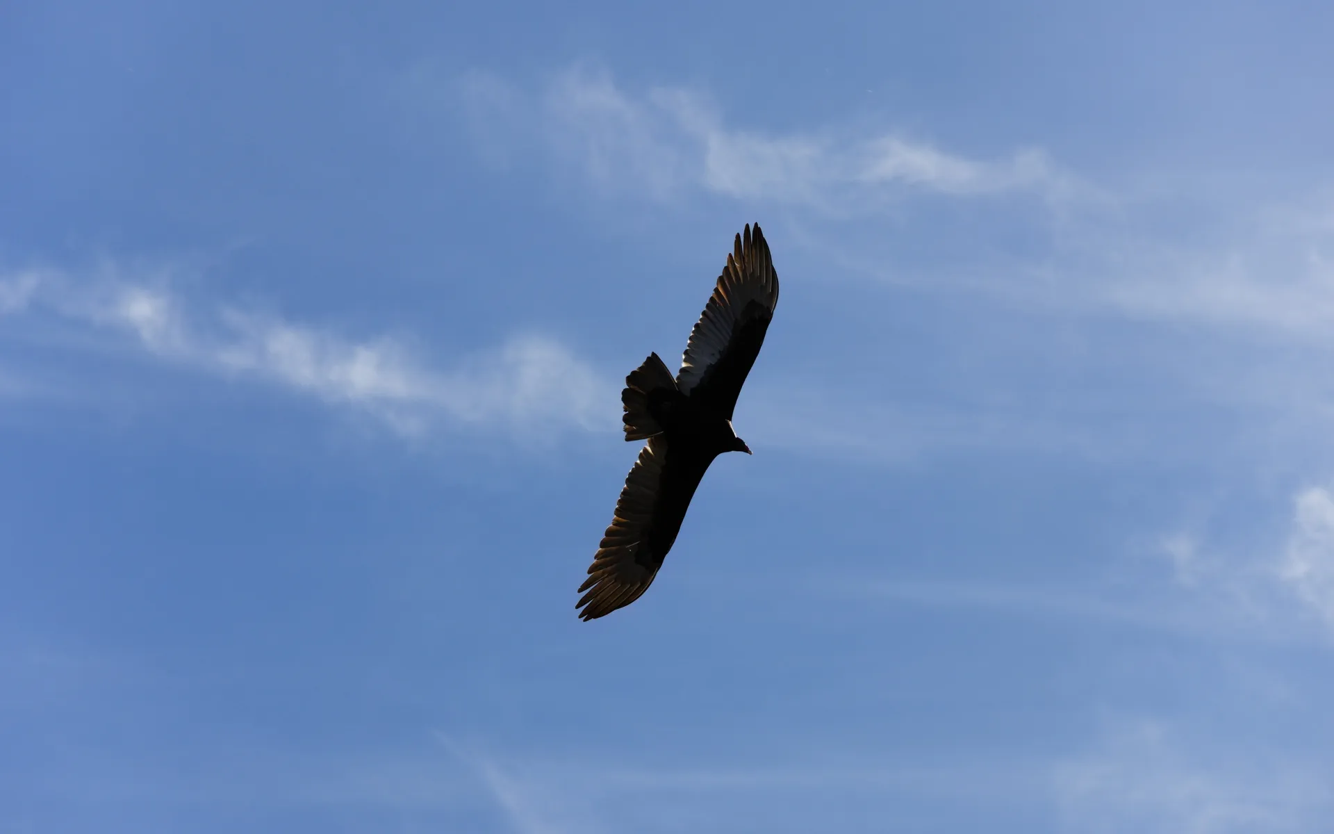 Alviso Slough - photo 5