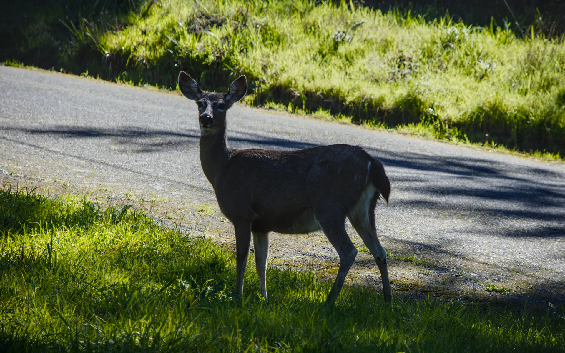 Lost Coast - photo 5