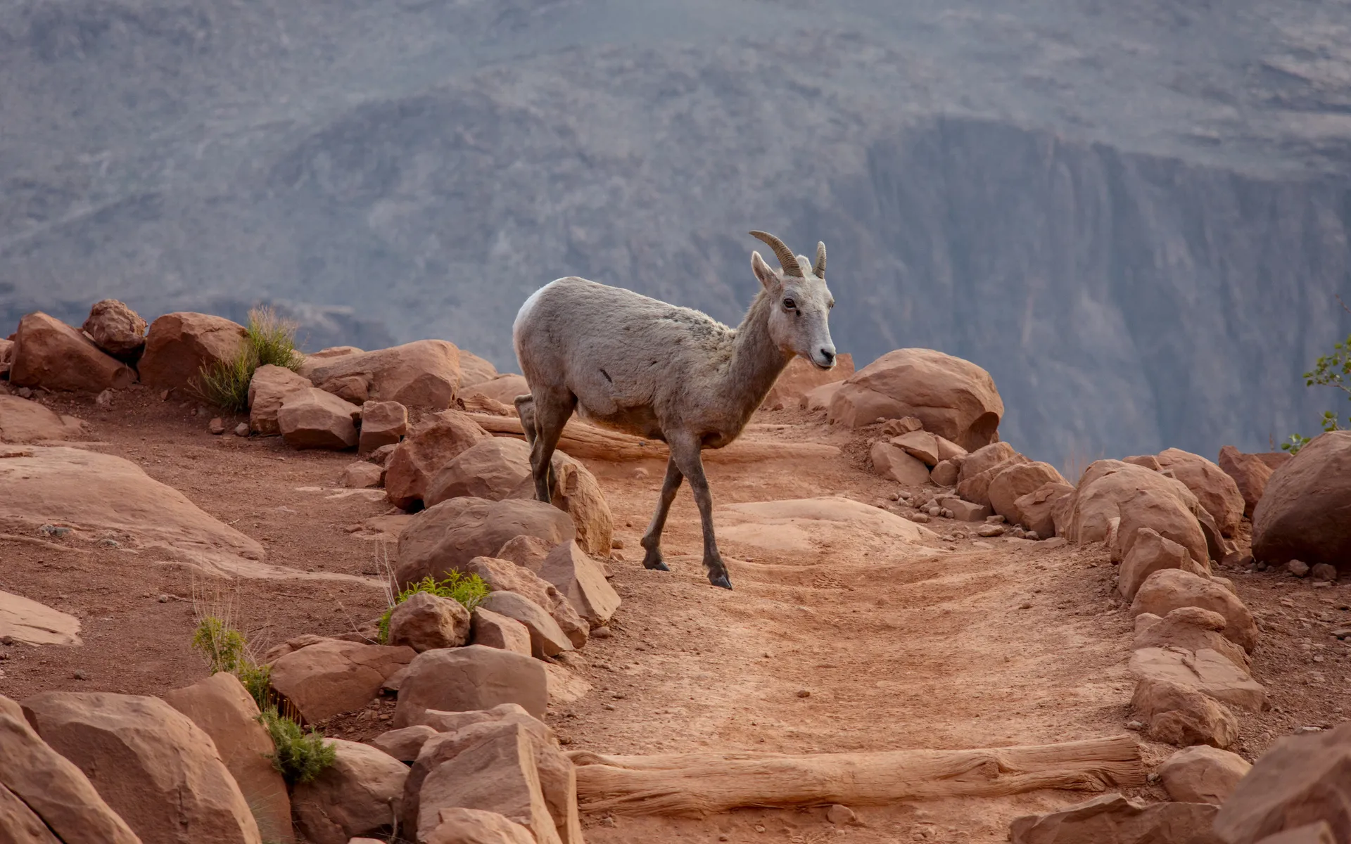Grand Canyon - photo 4