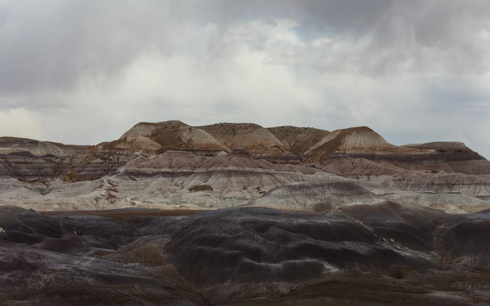 Petrified Forest - photo 3
